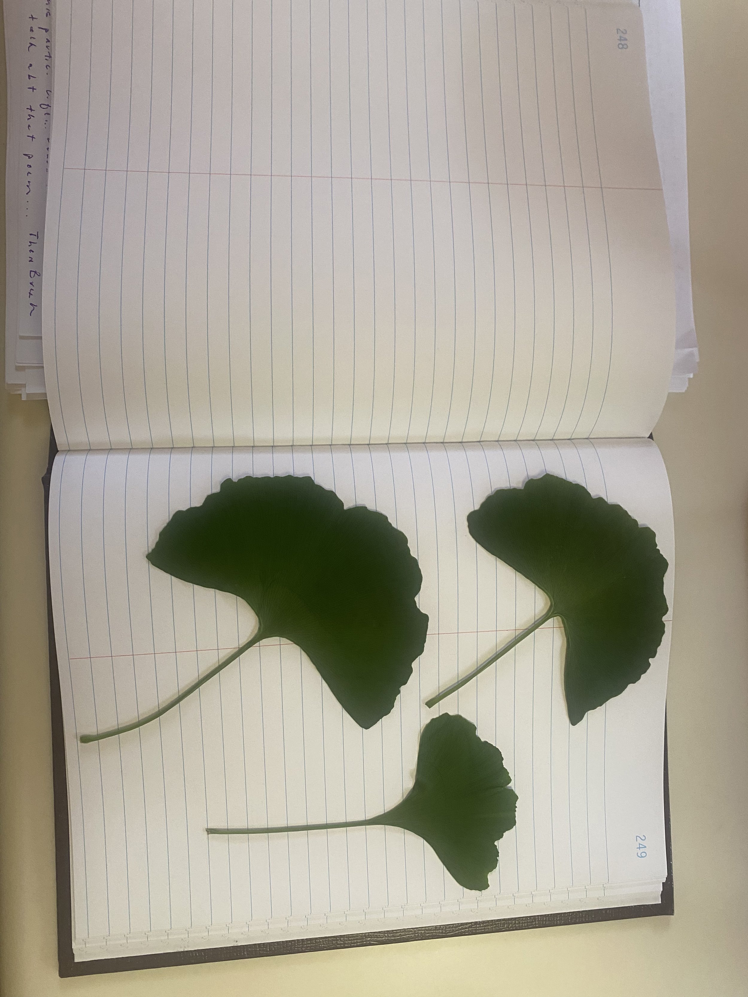 Open notebook with lined pages and three large green leaves laid out on the bottom page.