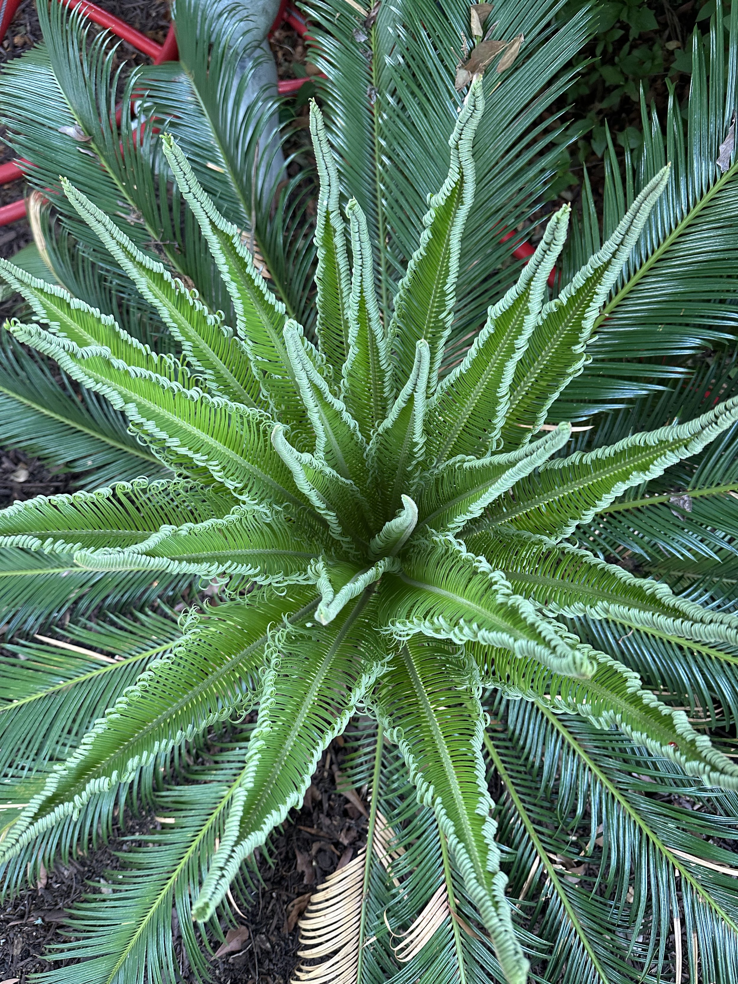 Close-up of green fern plant with curled fronds in soil.