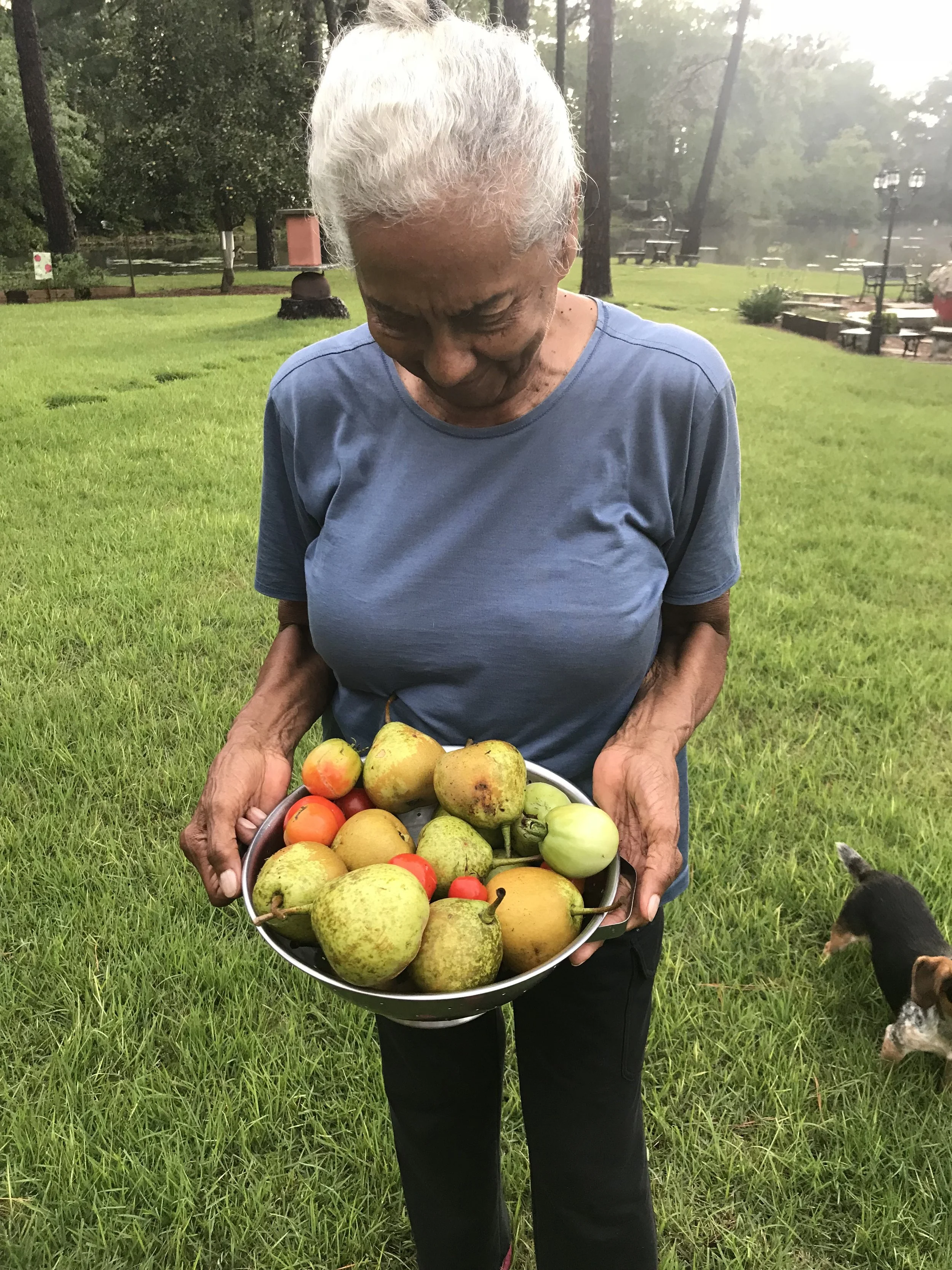 An elderly person with white hair holding a bowl of harvested pears and tomatoes outdoors on a grassy area, with trees and park benches in the background.