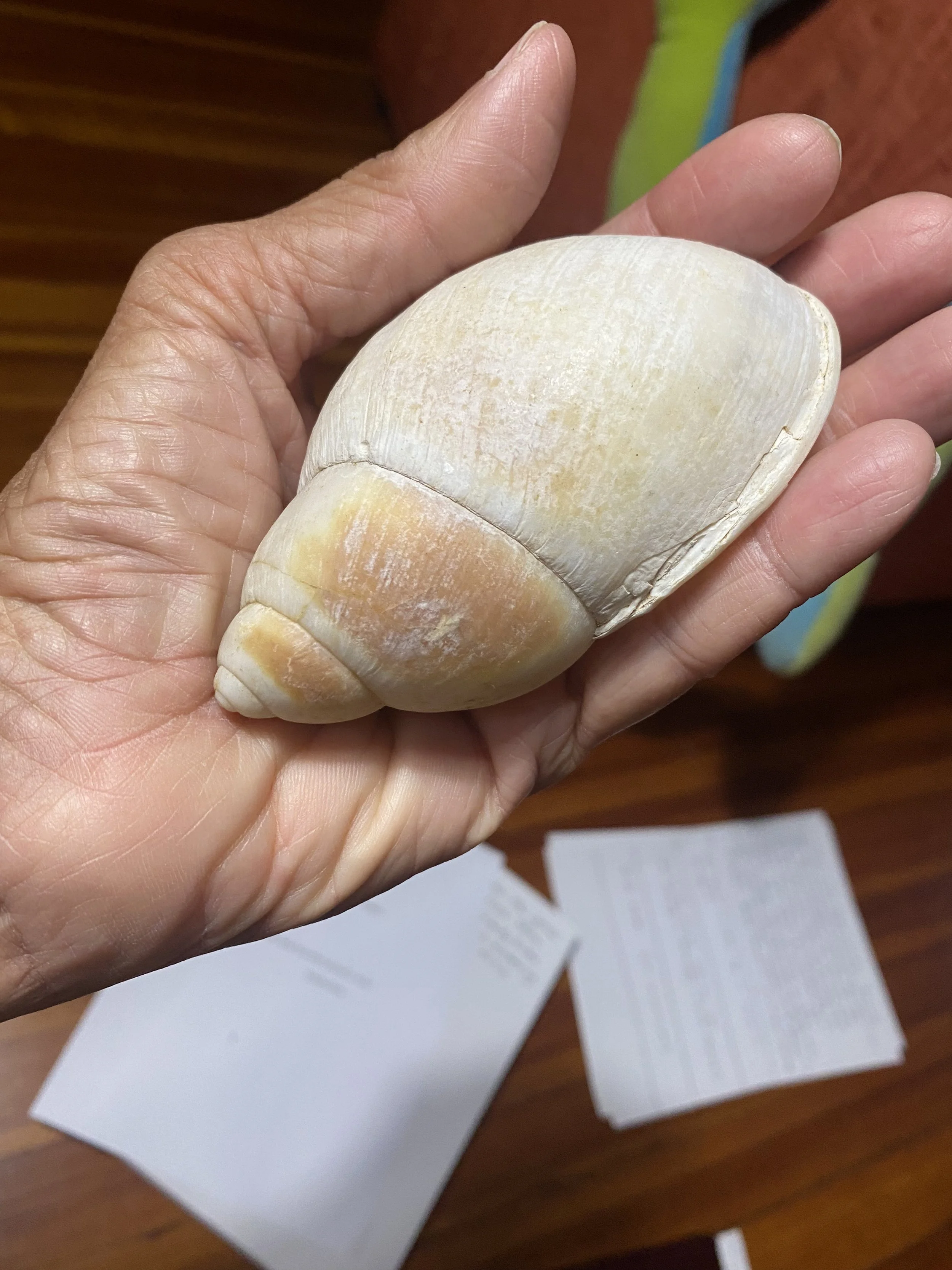 Nikky Finney's hand holding a large seashell with a spiral shape.