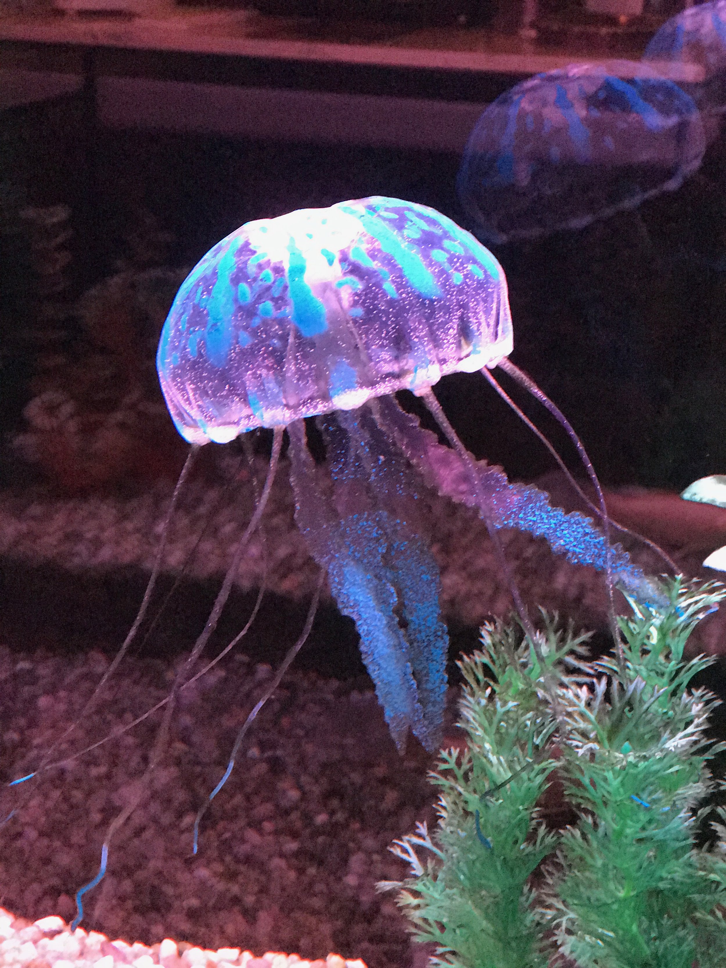 A glowing jellyfish with blue and purple colors floating in an aquarium, with green aquatic plants at the bottom right of the image.