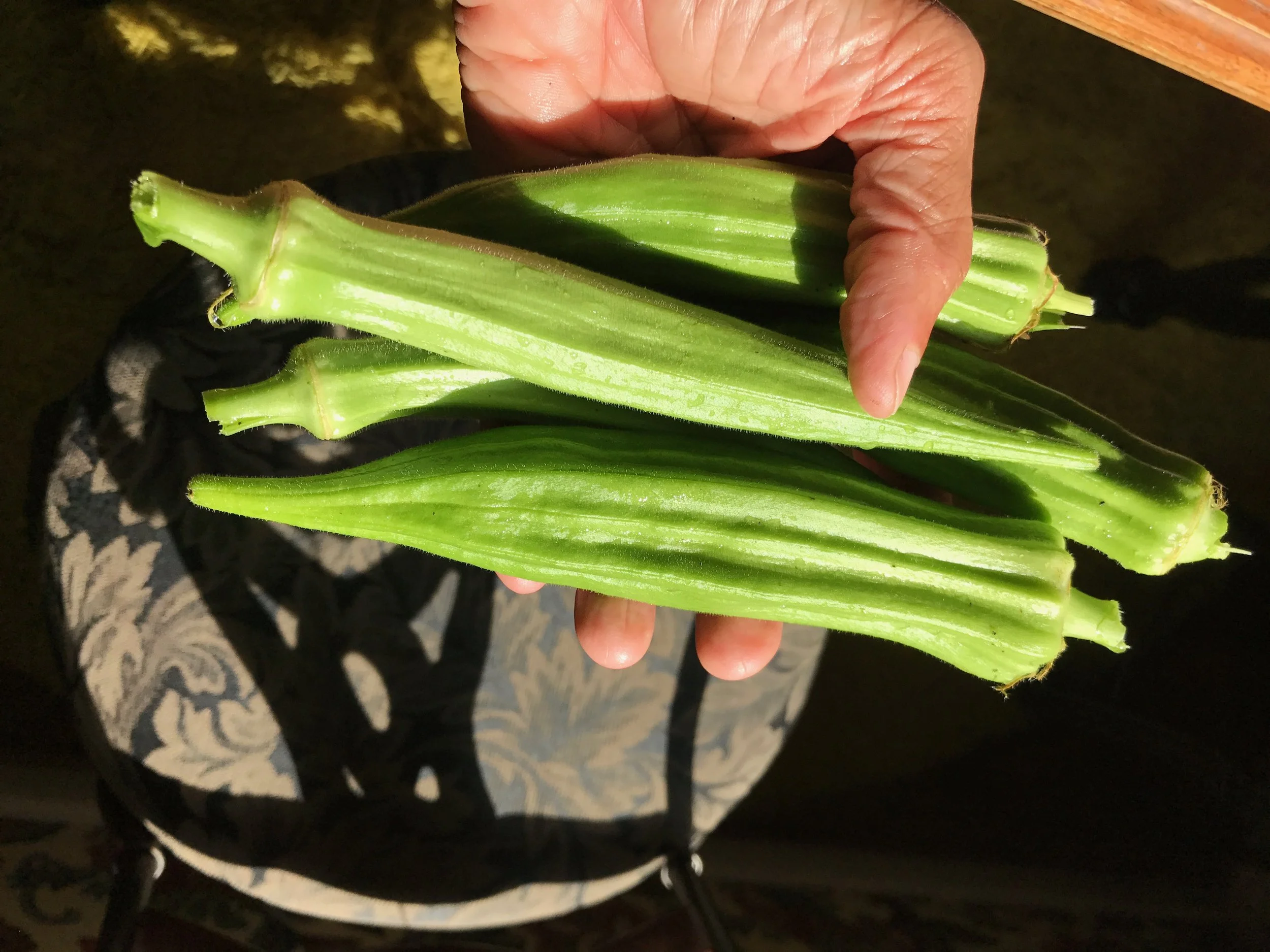 Close-up of a hand holding fresh okra pods, with sunlight casting shadows and highlighting the green color and texture of the okra.