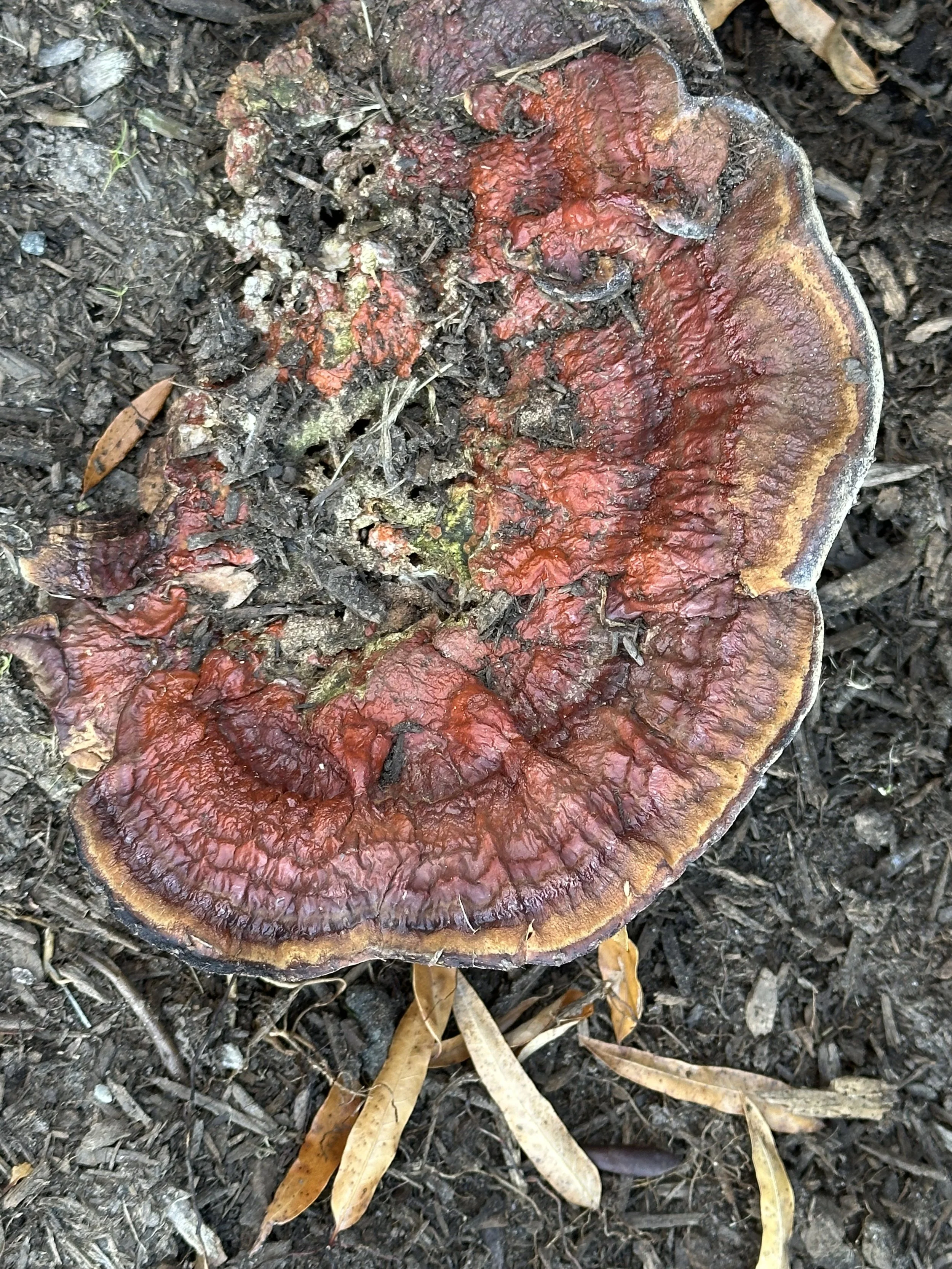 A decayed, reddish-brown mushroom with a wrinkled and uneven surface growing on dark, soil-covered ground with scattered dry leaves.