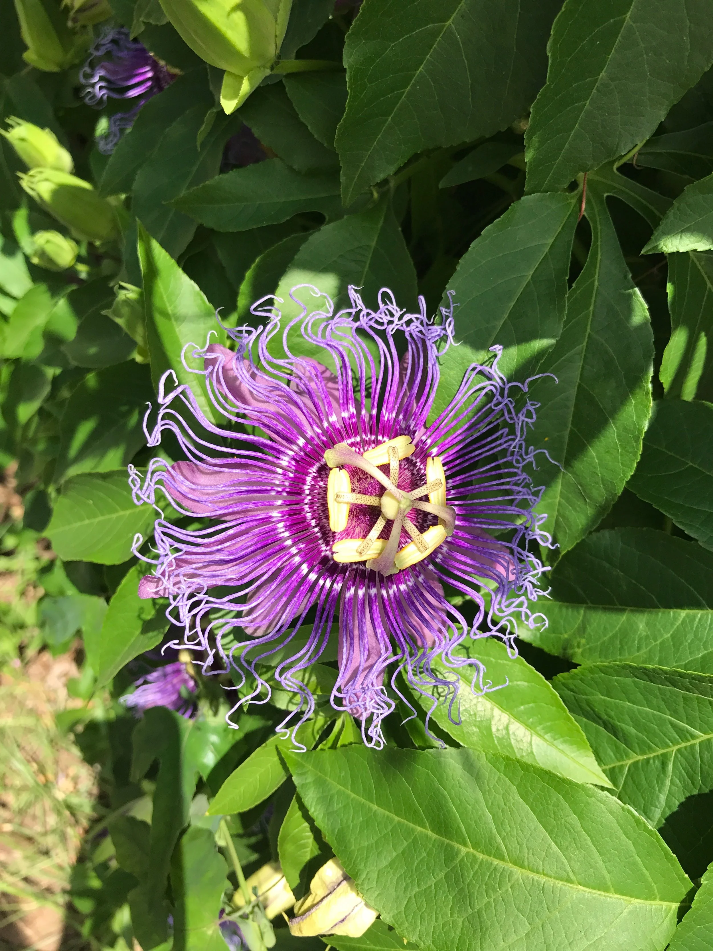 A blooming passionflower with purple tendrils and yellow stamens surrounded by green leaves.