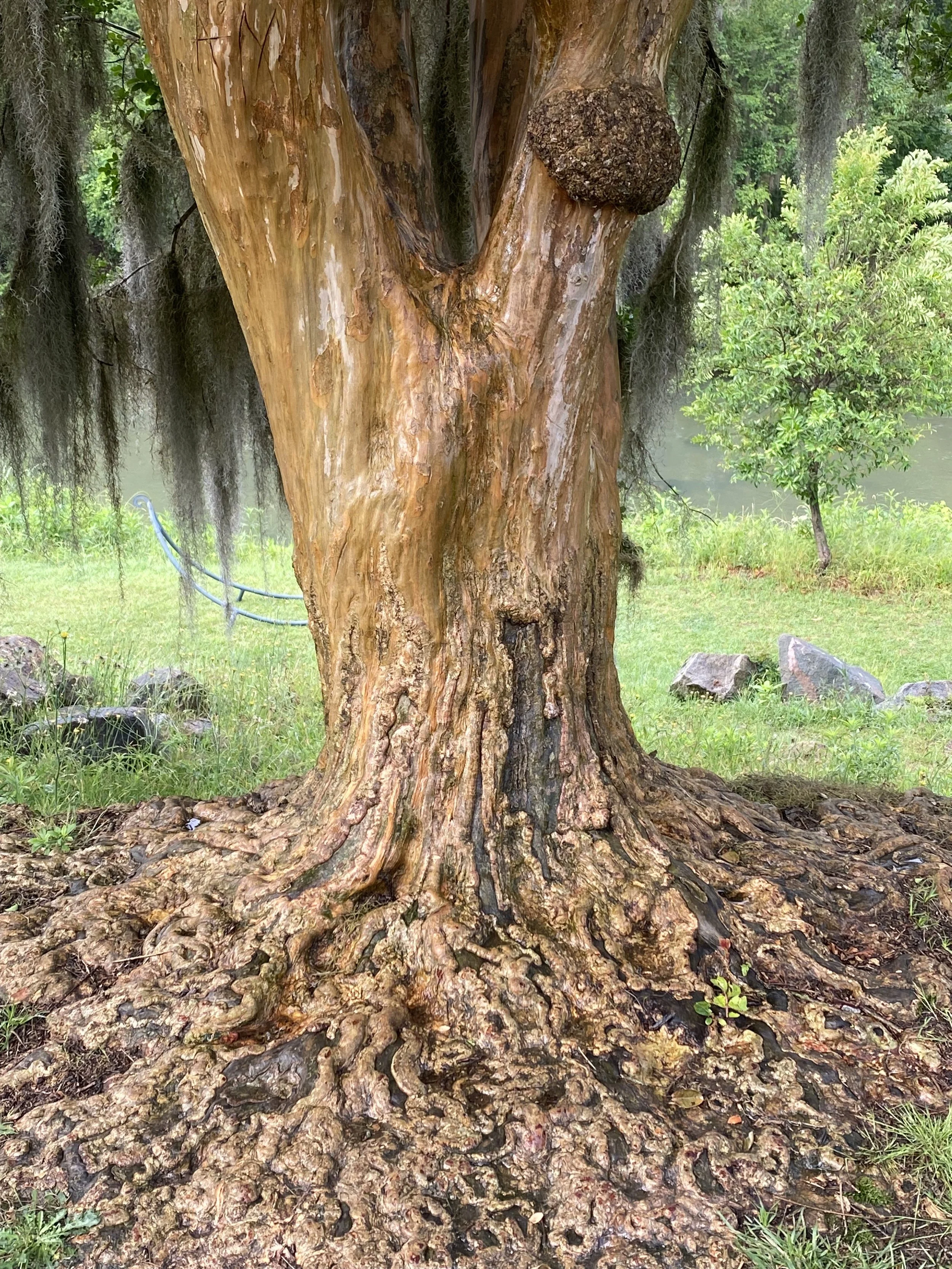 A close-up of a large tree with a thick, textured trunk and roots spreading out at the base, surrounded by grass and small rocks, with some greenery in the background.