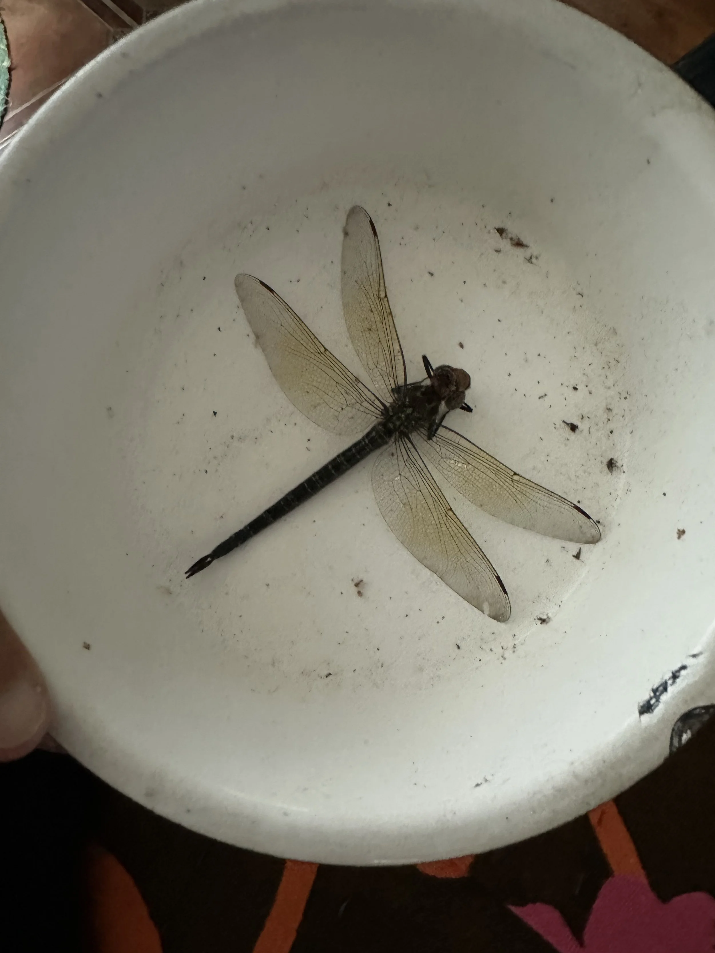 A large dragonfly with transparent wings and a black and yellow striped body resting inside a white round container with dirt and debris.