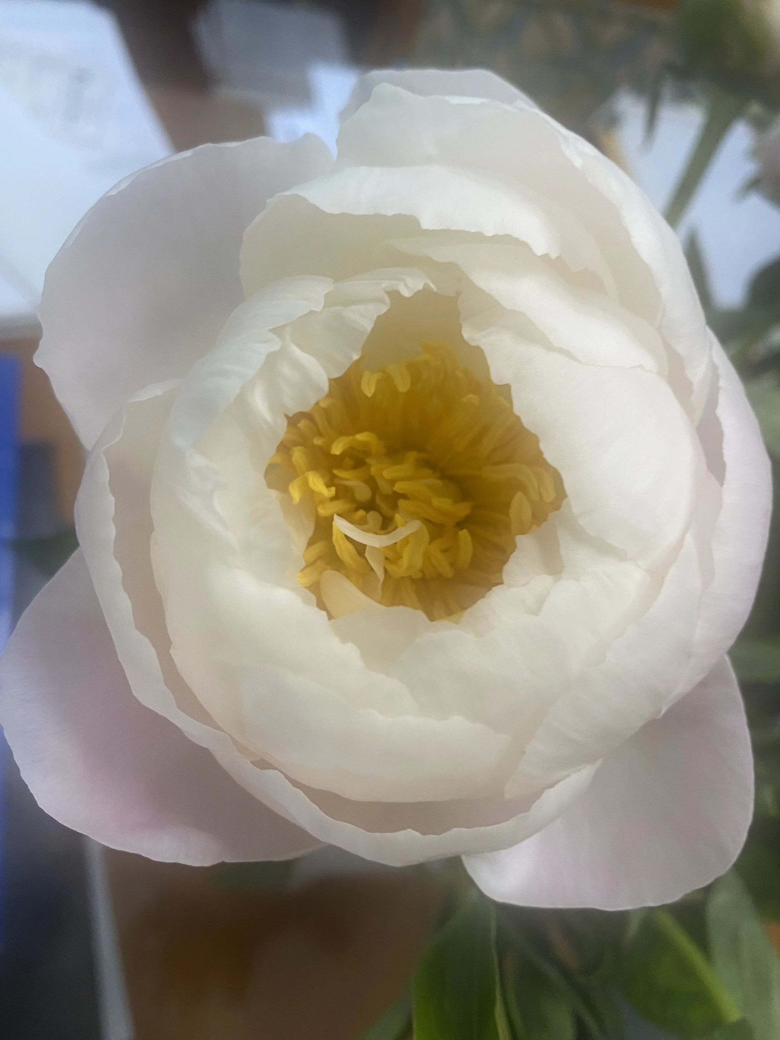 Close-up of a white flower with yellow stamens, surrounded by green leaves.