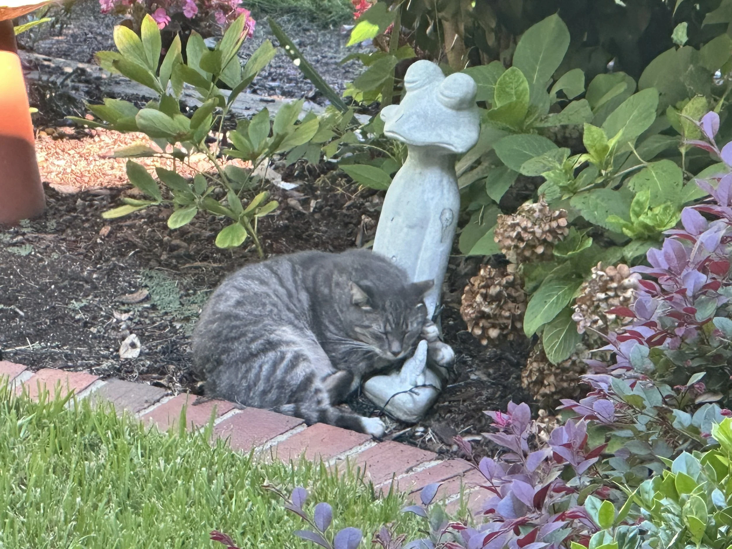 A gray tabby cat lying on its side on a brick path in a garden with green and purple leaves, next to a bush and a stone frog sculpture. The cat appears to be resting or sleeping.