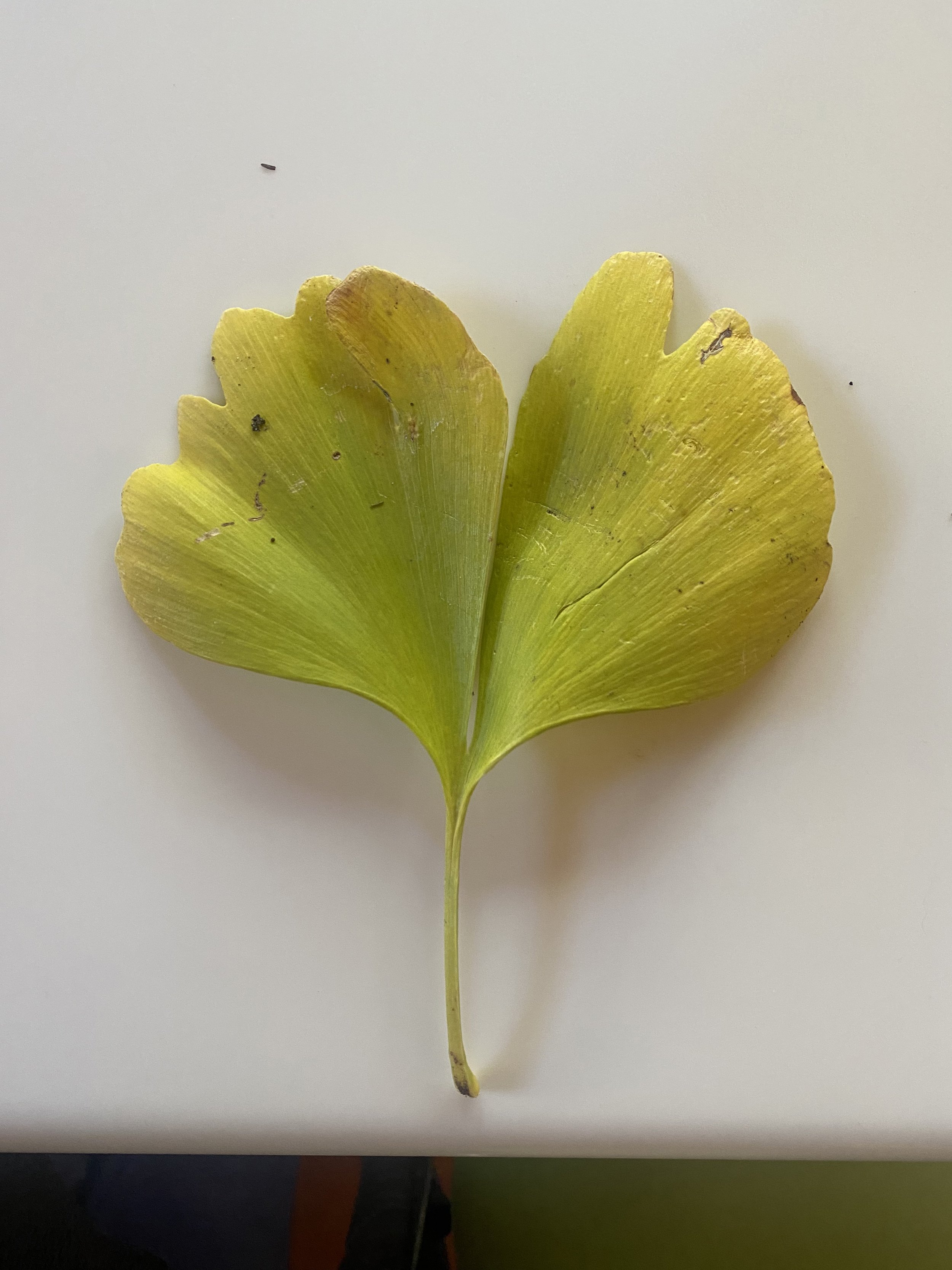 Close-up of a yellow-green fan-shaped ginkgo leaf with some spots and slight damage, against a plain white background.