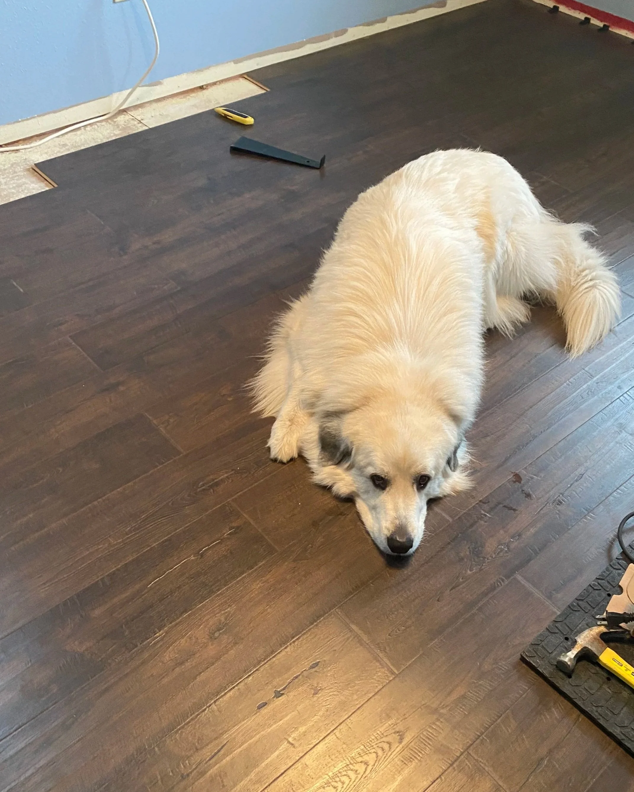Great Pyrenees, Tikko, lying on newly installed hardwood floors during a home renovation, Snohomish WA by Michelle Graham
