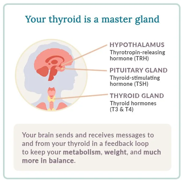 woman_thyroid_system.jpg