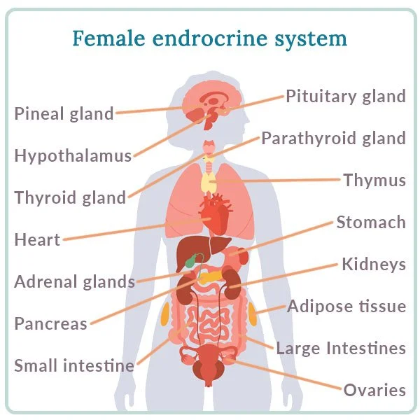 Hormones-in-Women-1.jpg