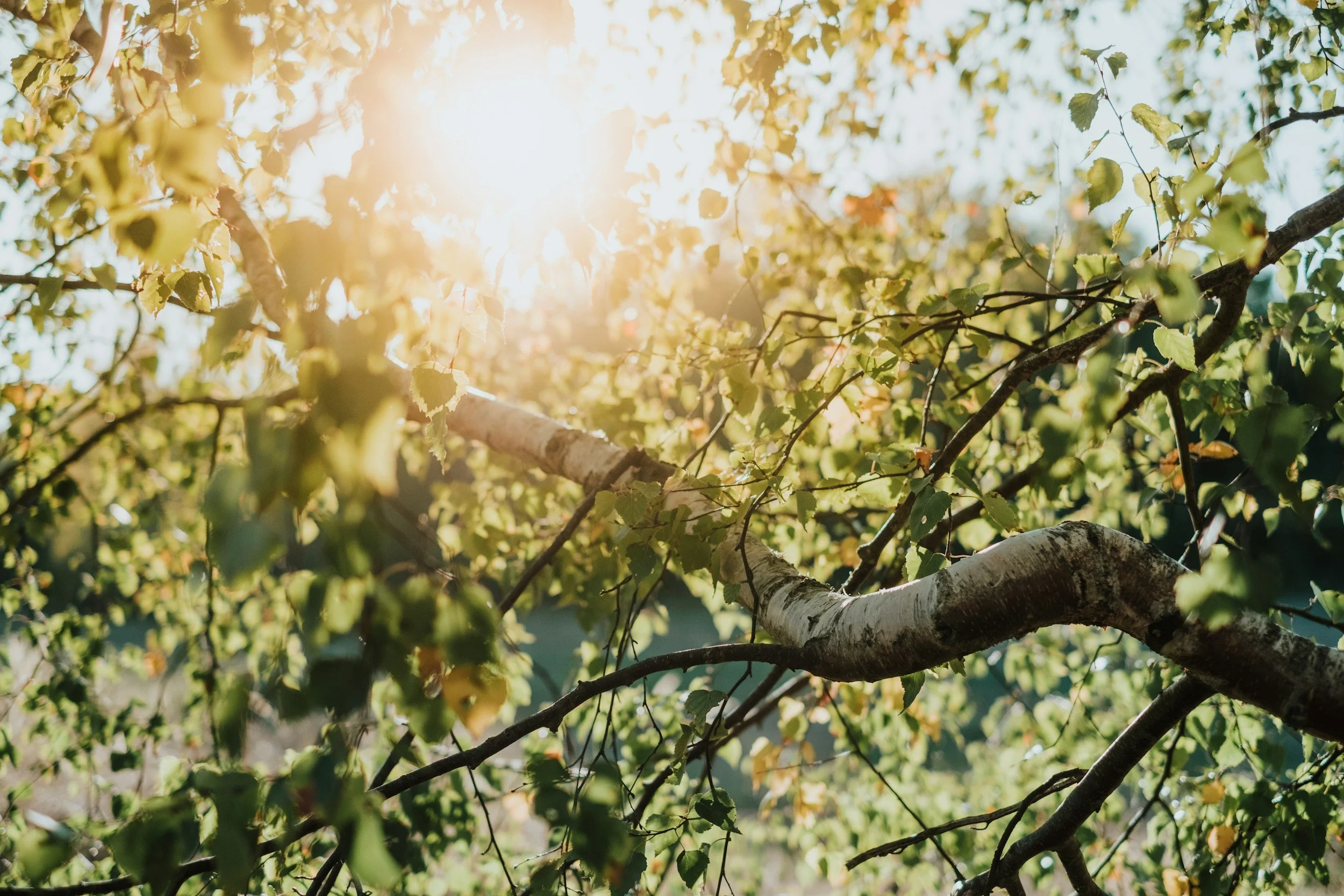 Soft sunlight filters through green and yellow leaves on tree branches during golden hour providing a sense of calm.