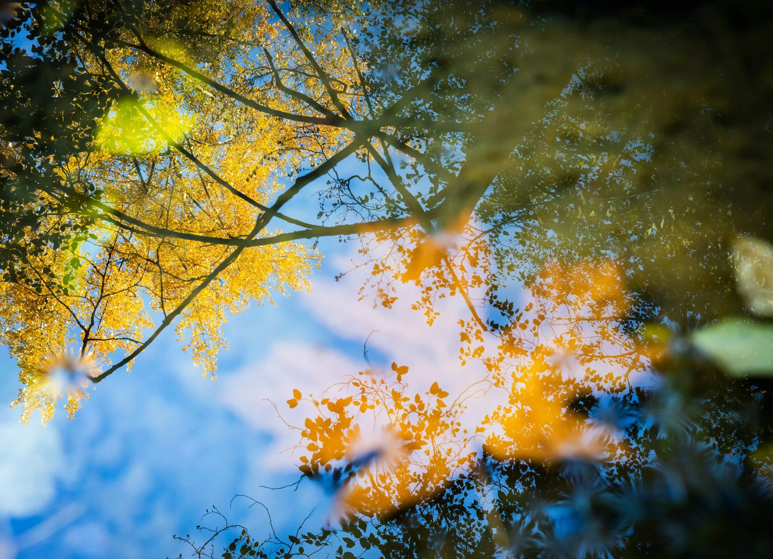 Looking at a pool of water clearly reflecting tree branches with yellow leaves against a blue sky, while also revealing unfocused bright leaves under the water's surface.