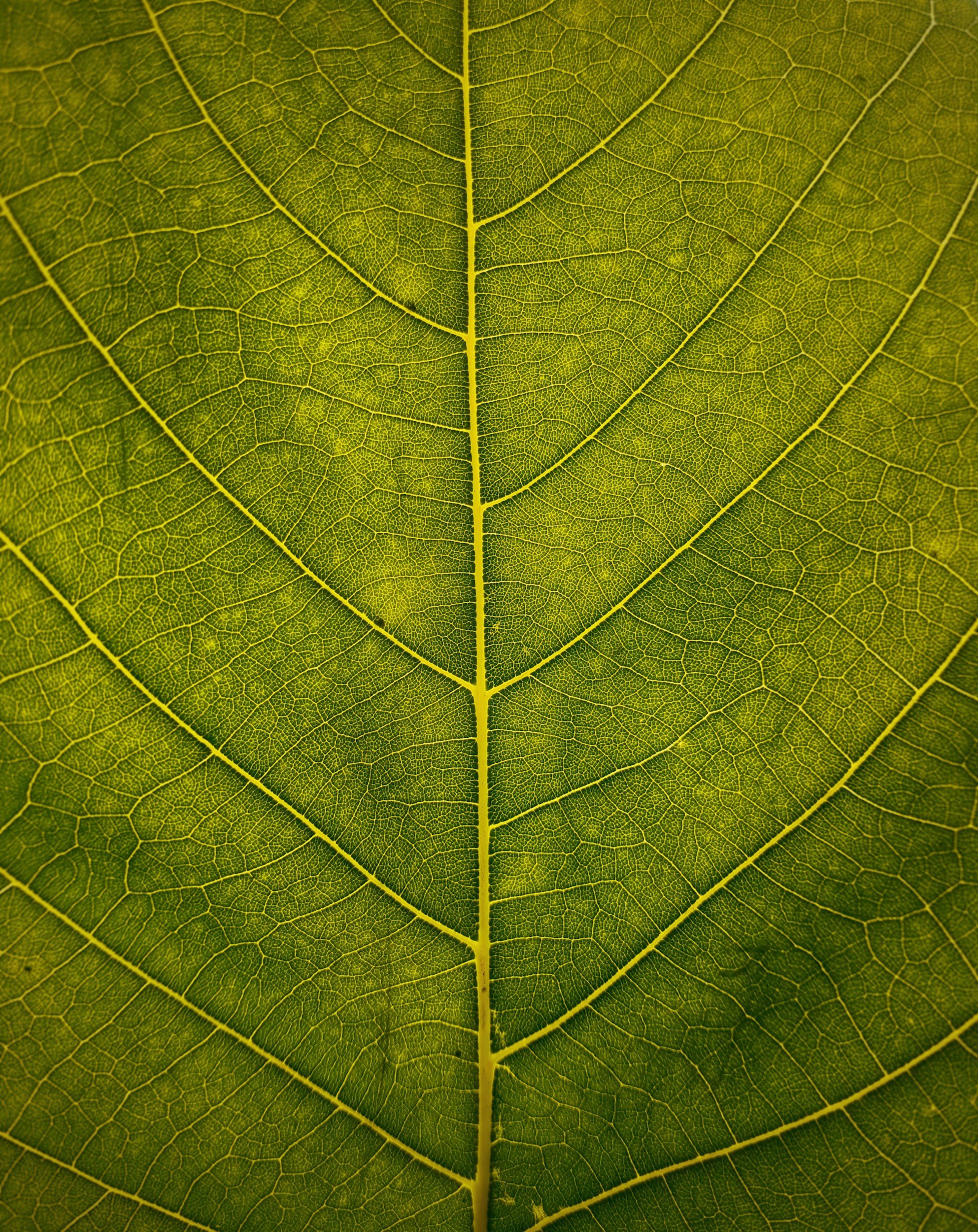 Close-up of a green leaf showing detailed network of veins.