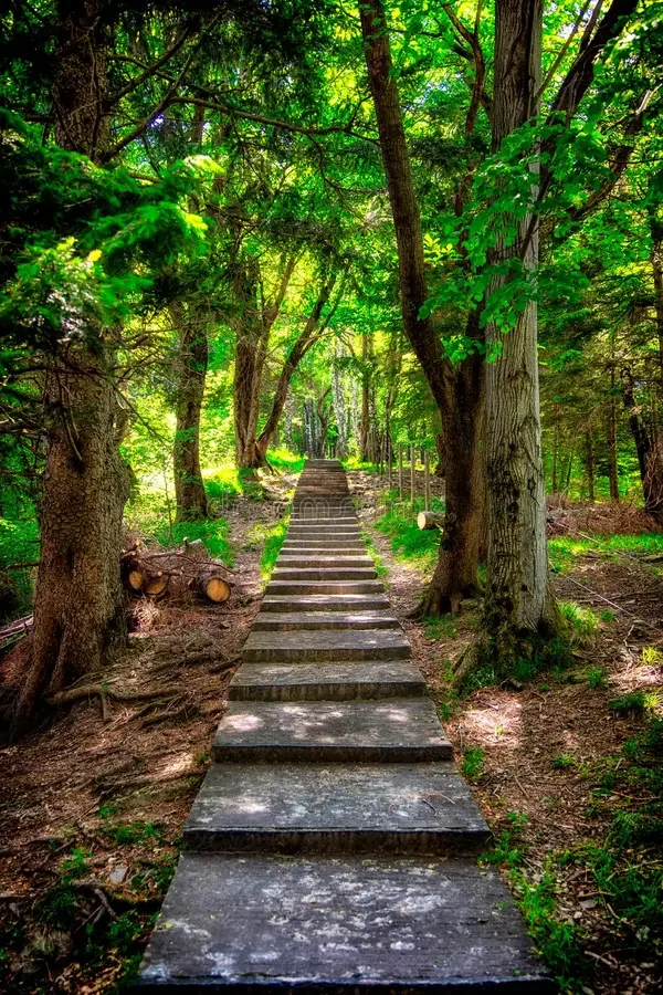 path-large-numbers-steps-middle-forrest-sun-flare-150240896.jpg.webp