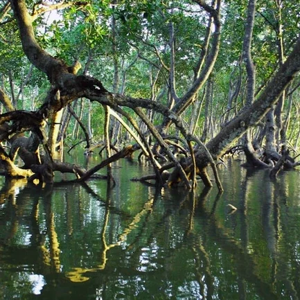 Volunteer Eco Projects with Worldpackers