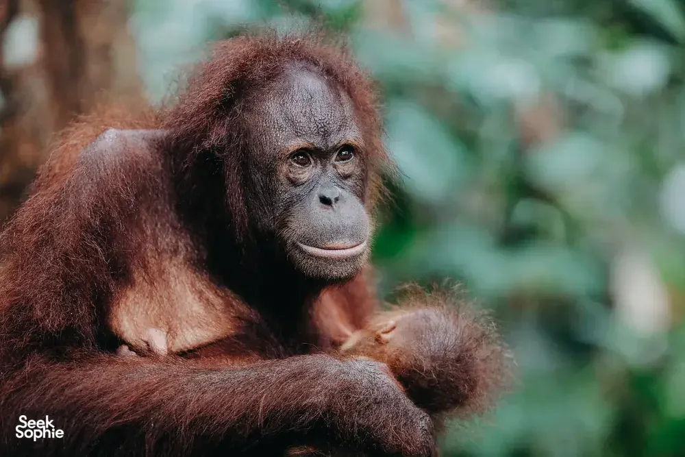 Borneo Big 5: Kinabatangan River Safari for Wildlife Lovers