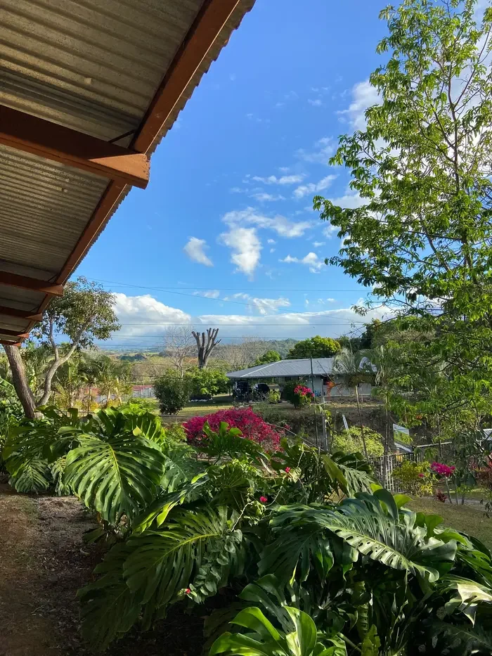 Large, vibrant green monstera plants growing under a corrugated roof awning, looking out toward a tropical countryside home under a bright blue sky in Costa Rica.
