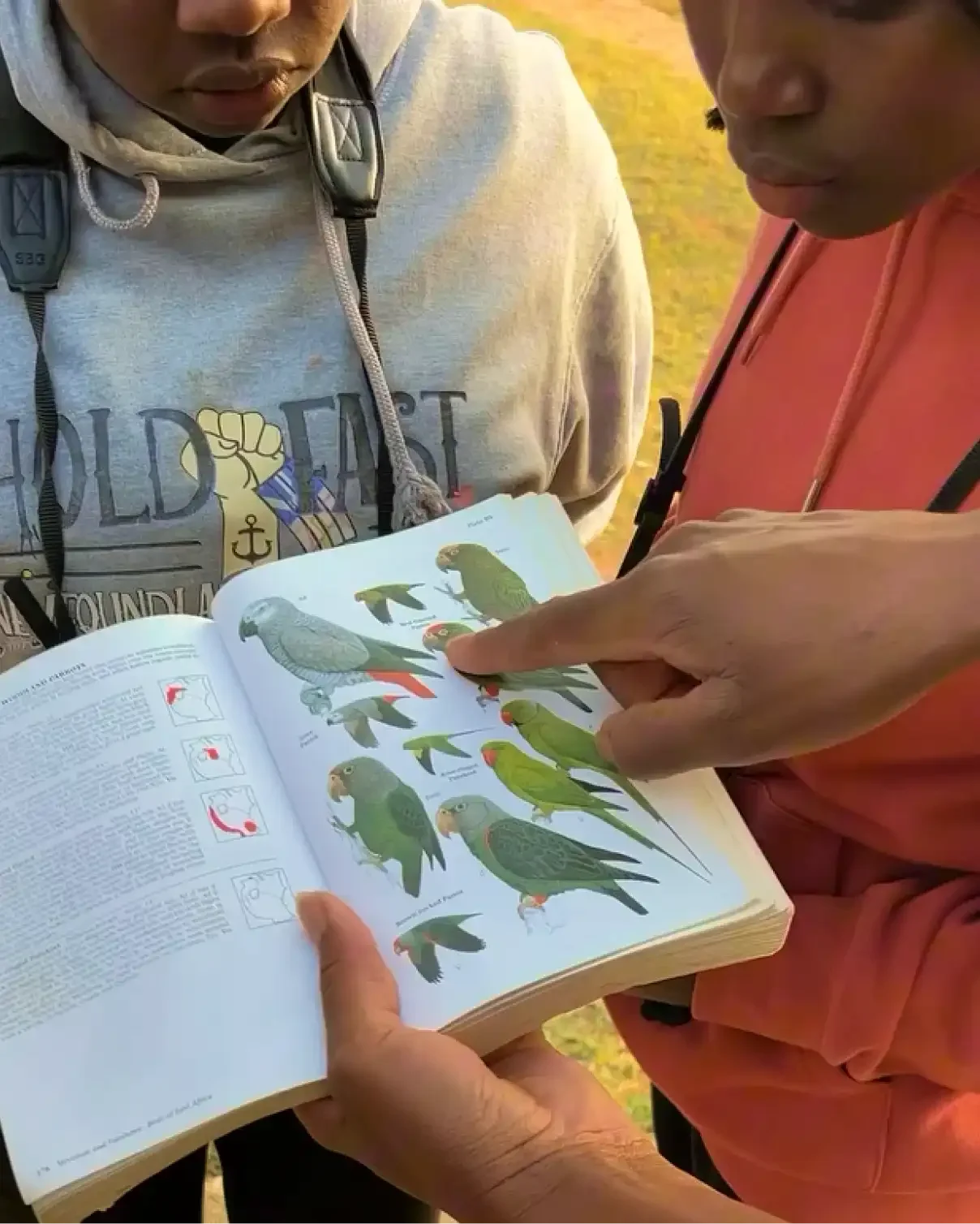Close-up of two people looking at an open wildlife field guide book outdoors, pointing to an illustration of a green parrot.