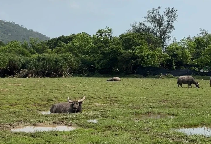 Water buffaloes resting in shallow, muddy puddles and grazing in a grassy field surrounded by lush green trees and hills.