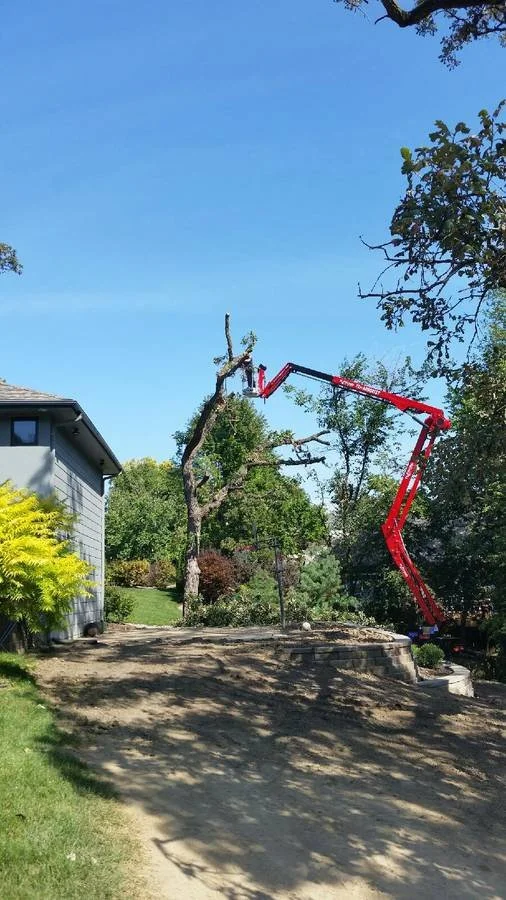 A tree removal lift working on a tall tree in a residential yard on a sunny day, with a house on the left and green trees and bushes in the background.