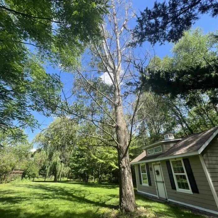 A backyard scene with a large, leafless tree in the foreground, surrounded by green grass, and a house with gray siding, white trim, and black shutters. The sky is blue with some clouds.