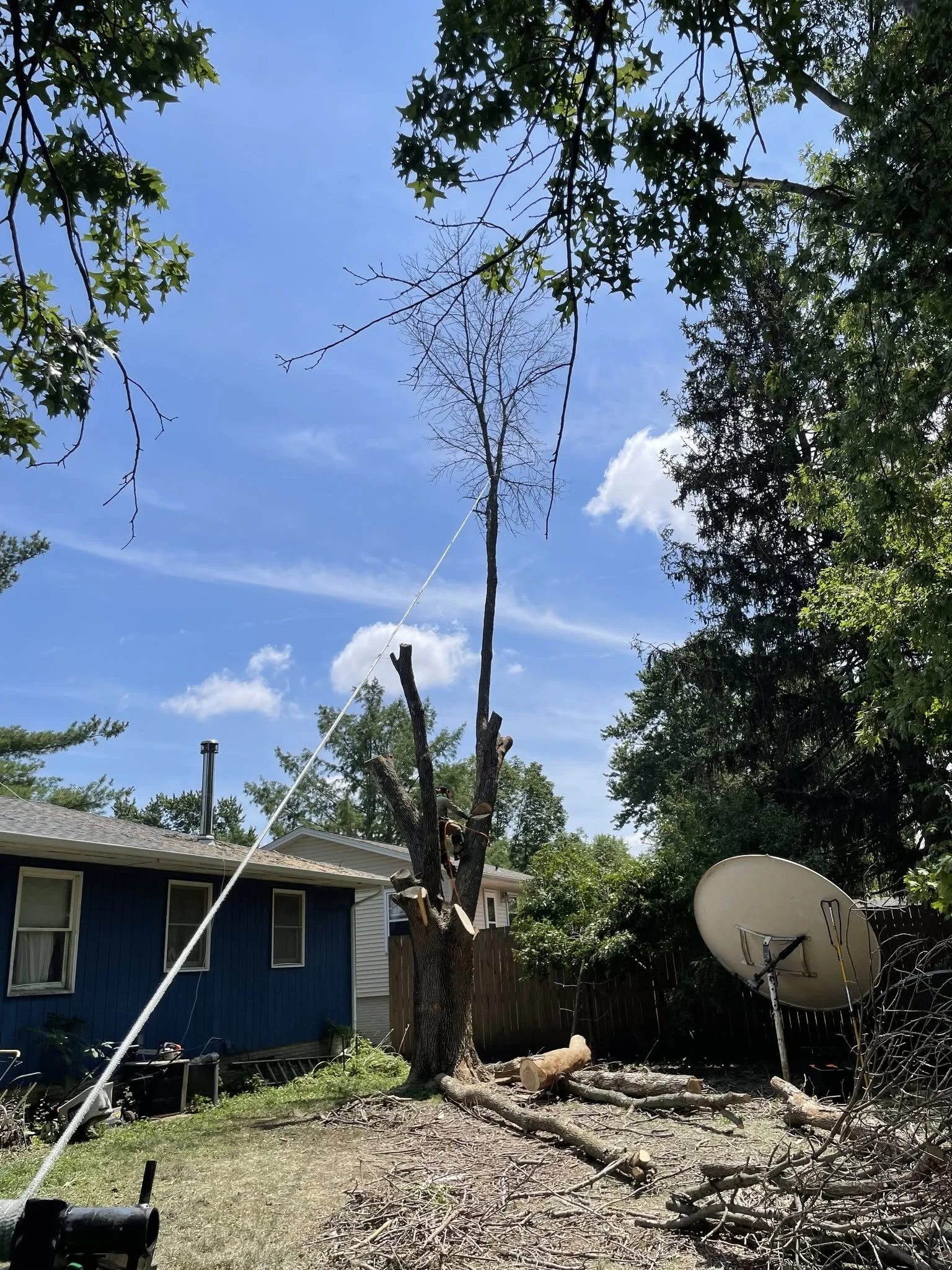 A backyard scene with a large tree that has been cut down, with debris and logs on the ground. There is a person working on the tree. The sky is blue with some clouds, and there are houses, a satellite dish, and trees in the background.