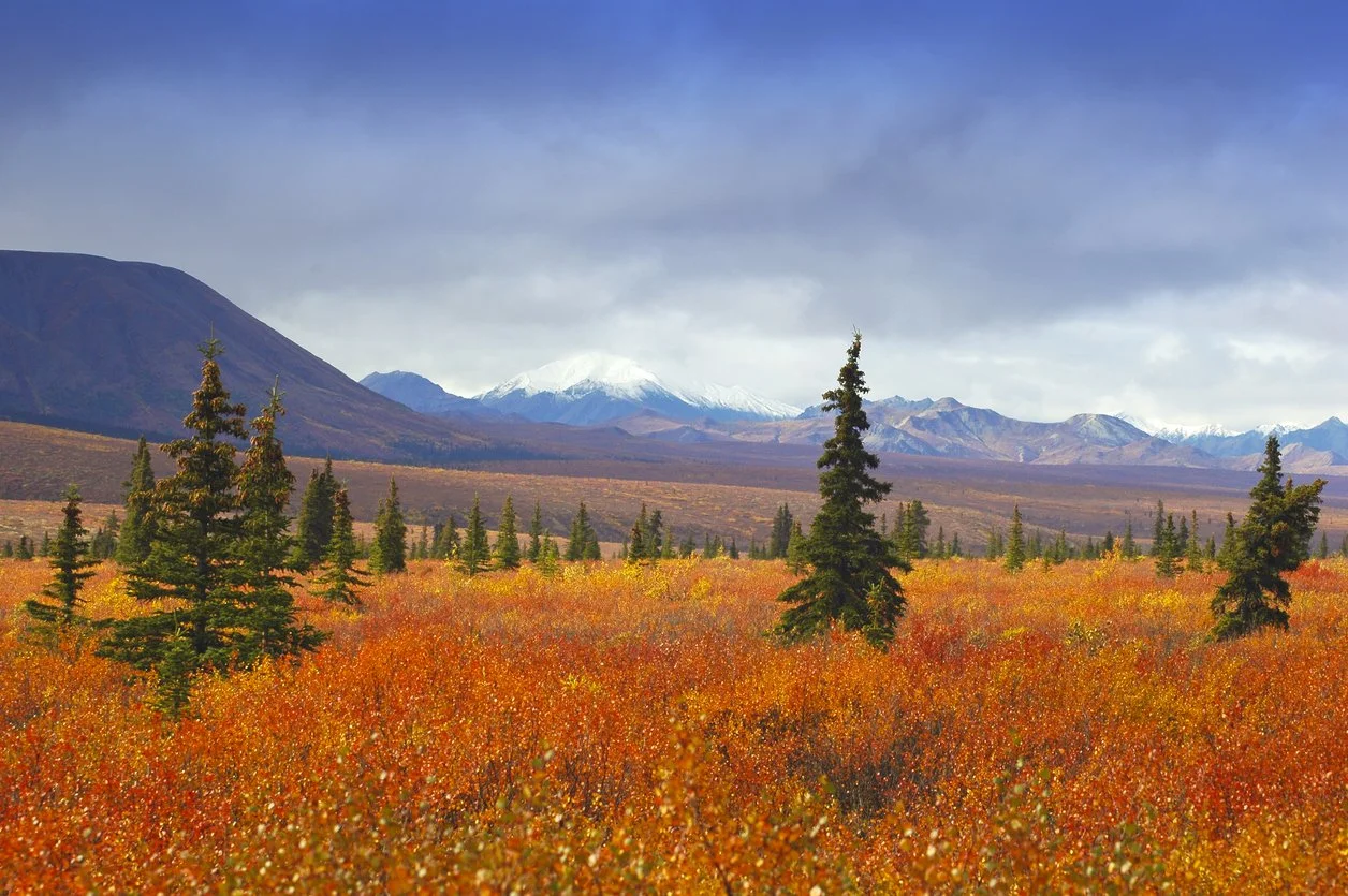 Experience Alaska’s Golden Season: Fall Colors, Adventure &amp; Culture