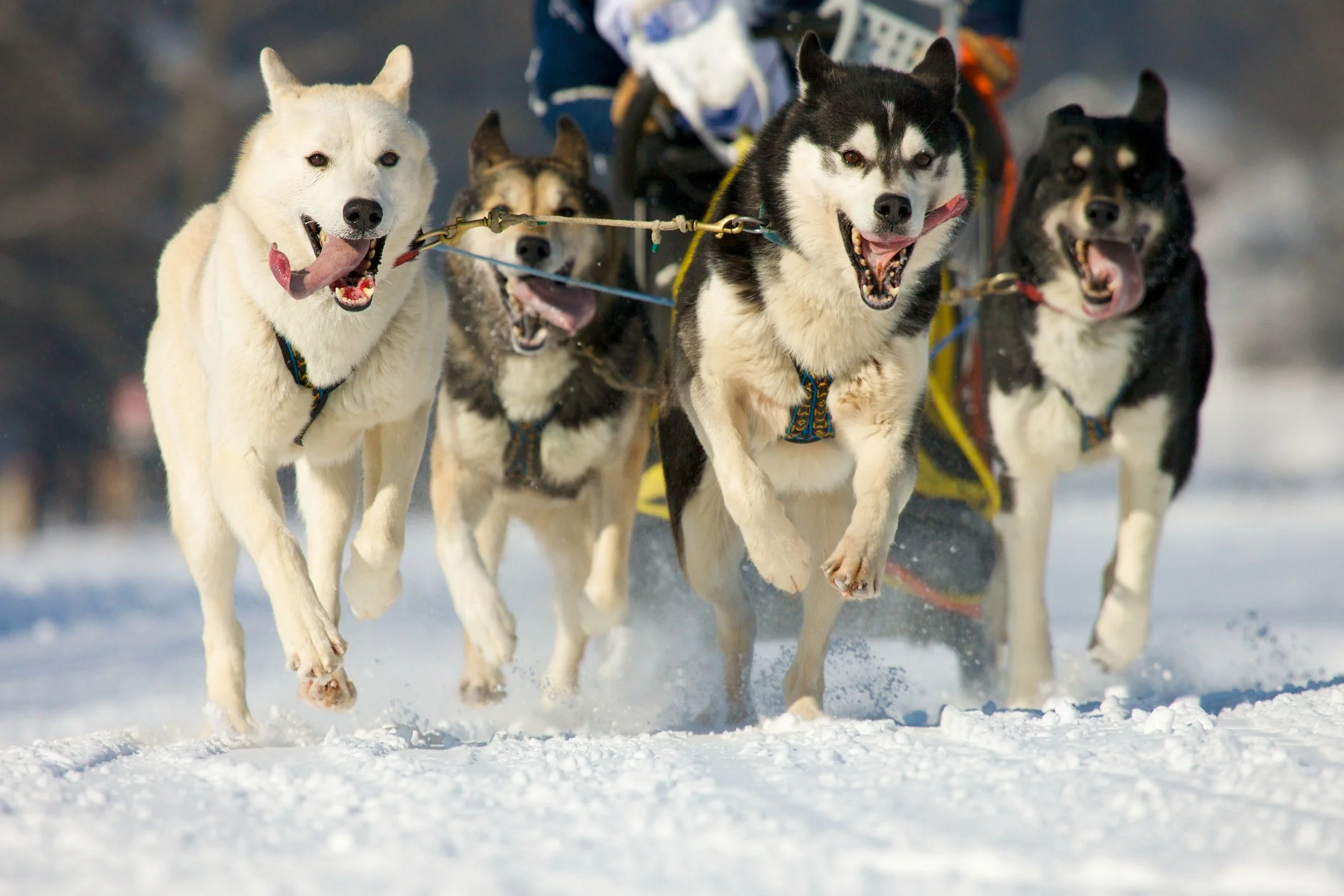 49 unique facts about alaska