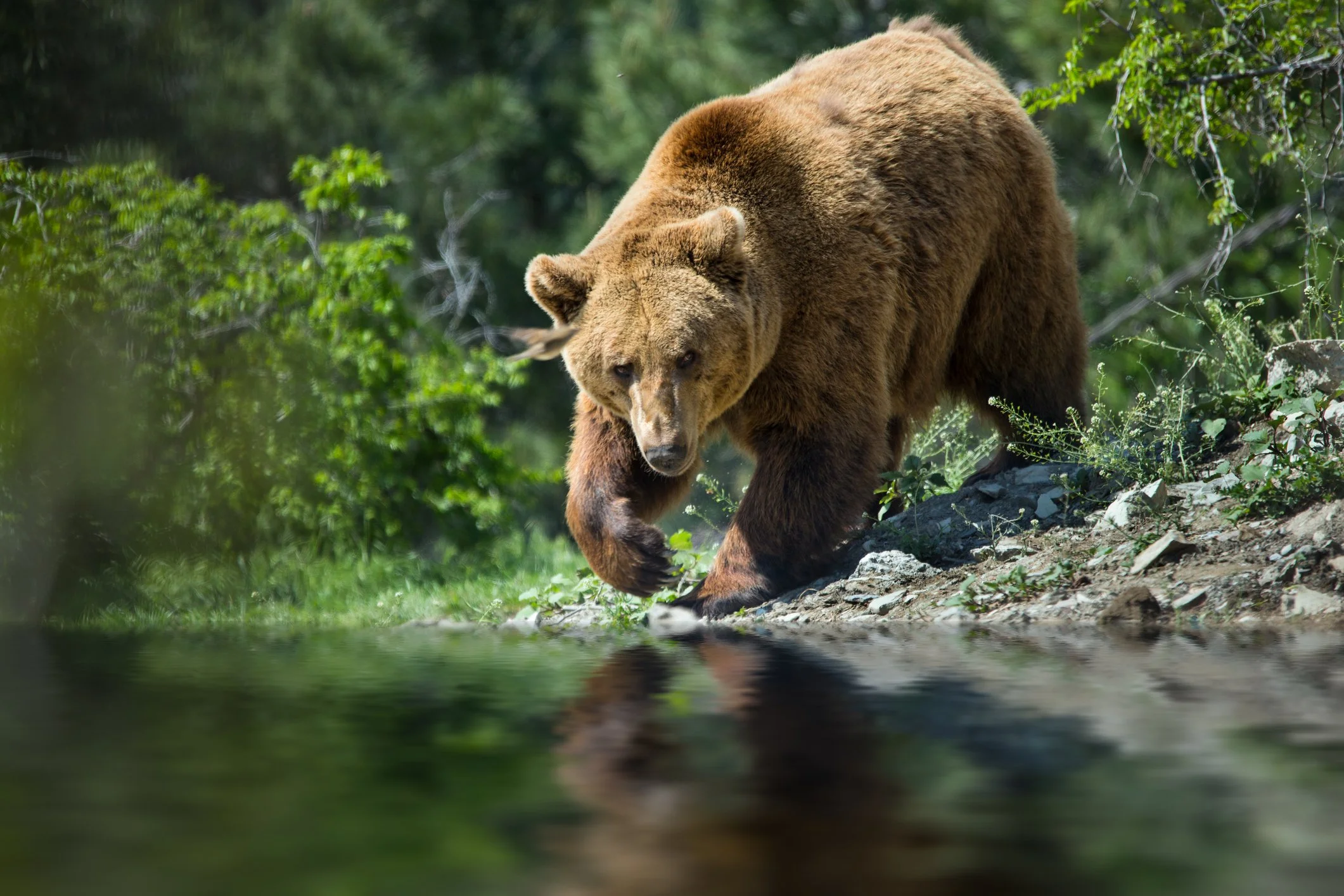  One of the few places on earth where black and brown bears fish the same stream. Permits are limited, but you're in luck with us.