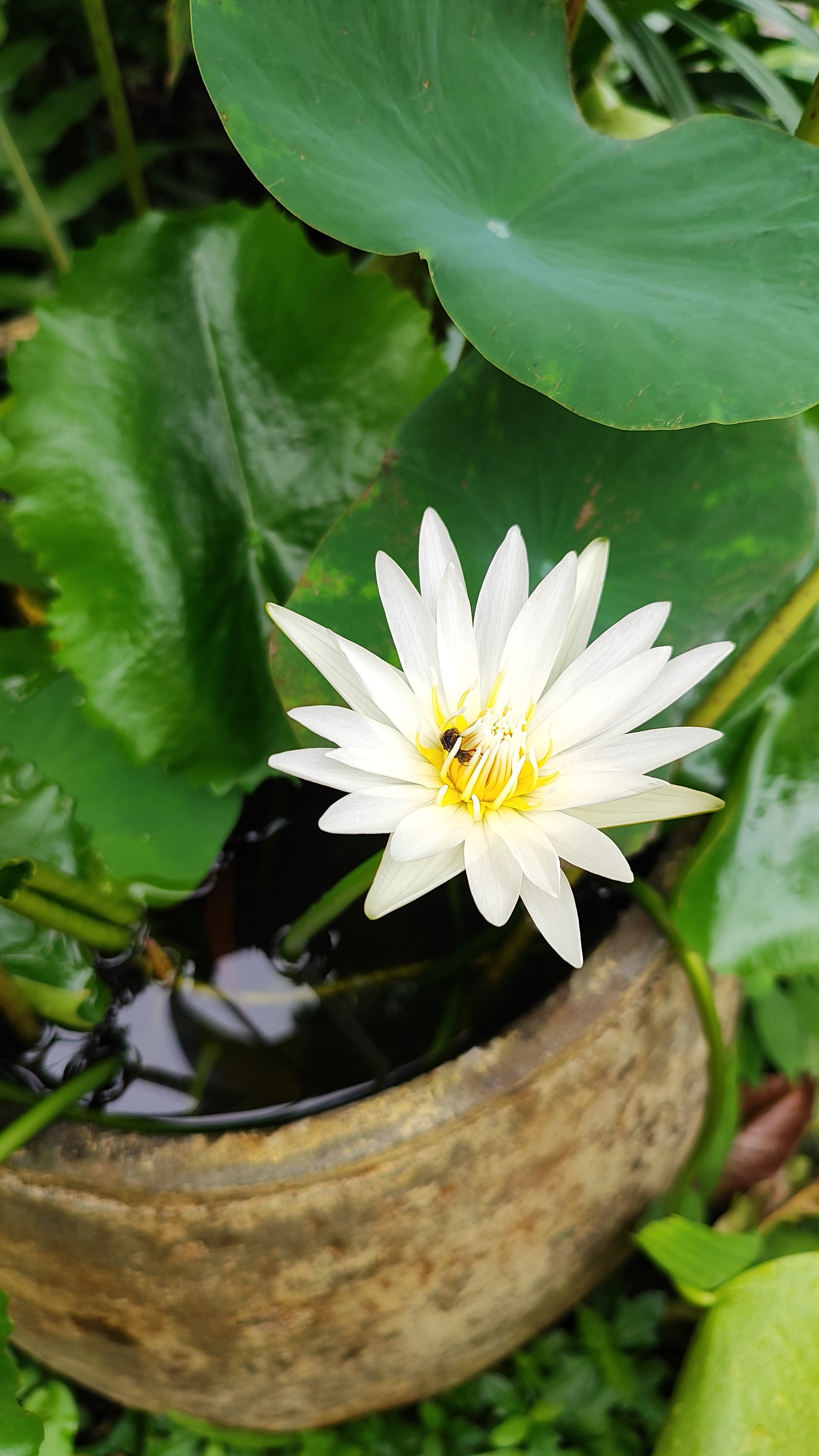 A white water lily with yellow center floating in a pond surrounded by large green leaves.