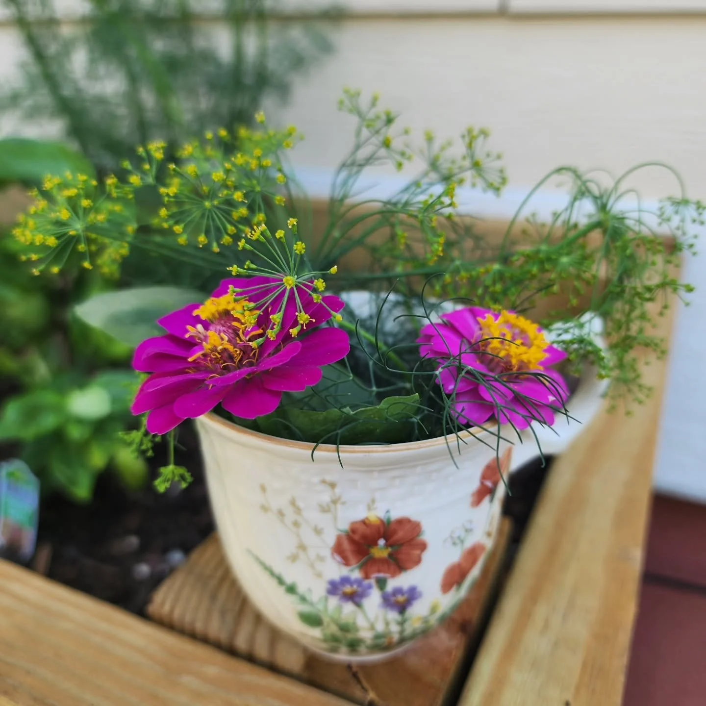 Feeling inspired by my first garden. The first blooms of the season arrived in late June and today on this beautiful first day of a new month, I made my first mini teacup bouquet from my garden. I am enjoying my first season as a gardener. There have