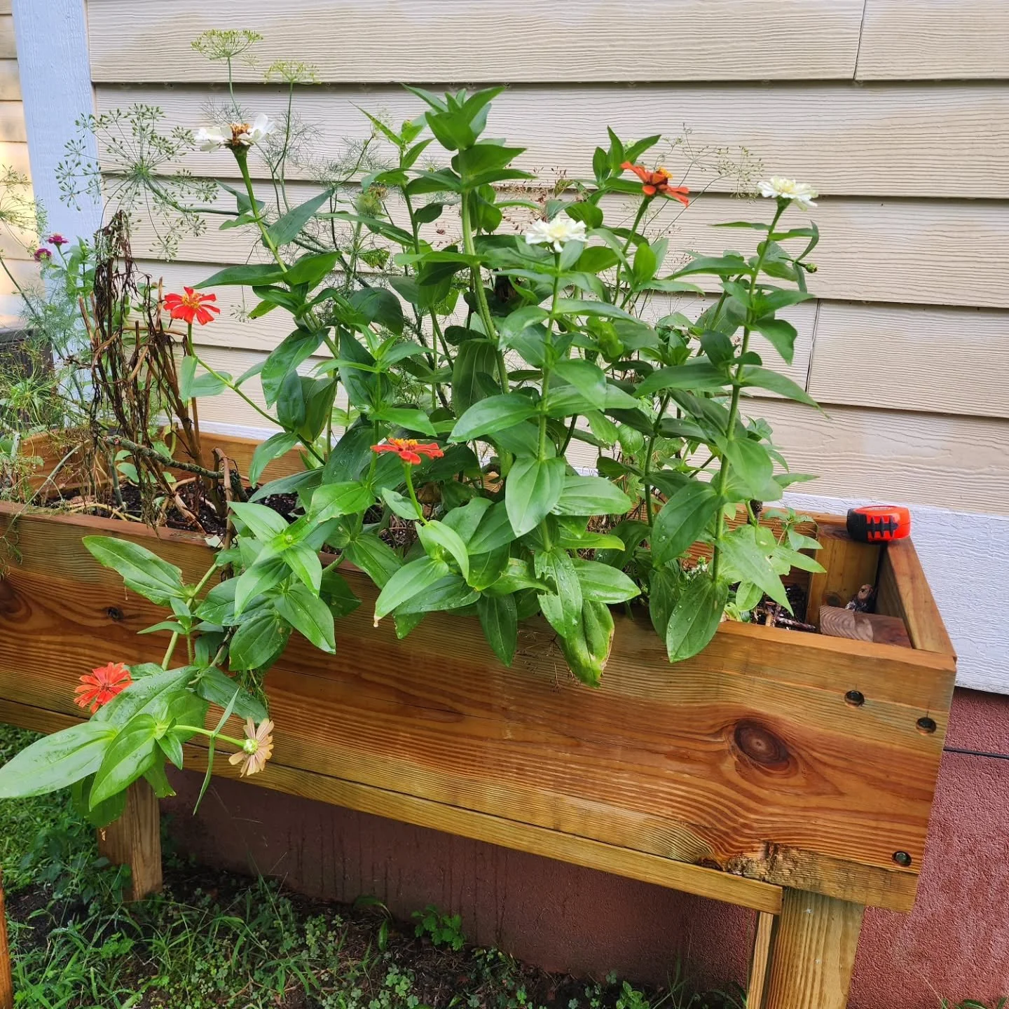 My week so far has been mostly collab follow ups, social media marketing outreach, building connections, getting back to cooking at home and so much learning with the Extension Master Gardening program with NC state (a program available right here in