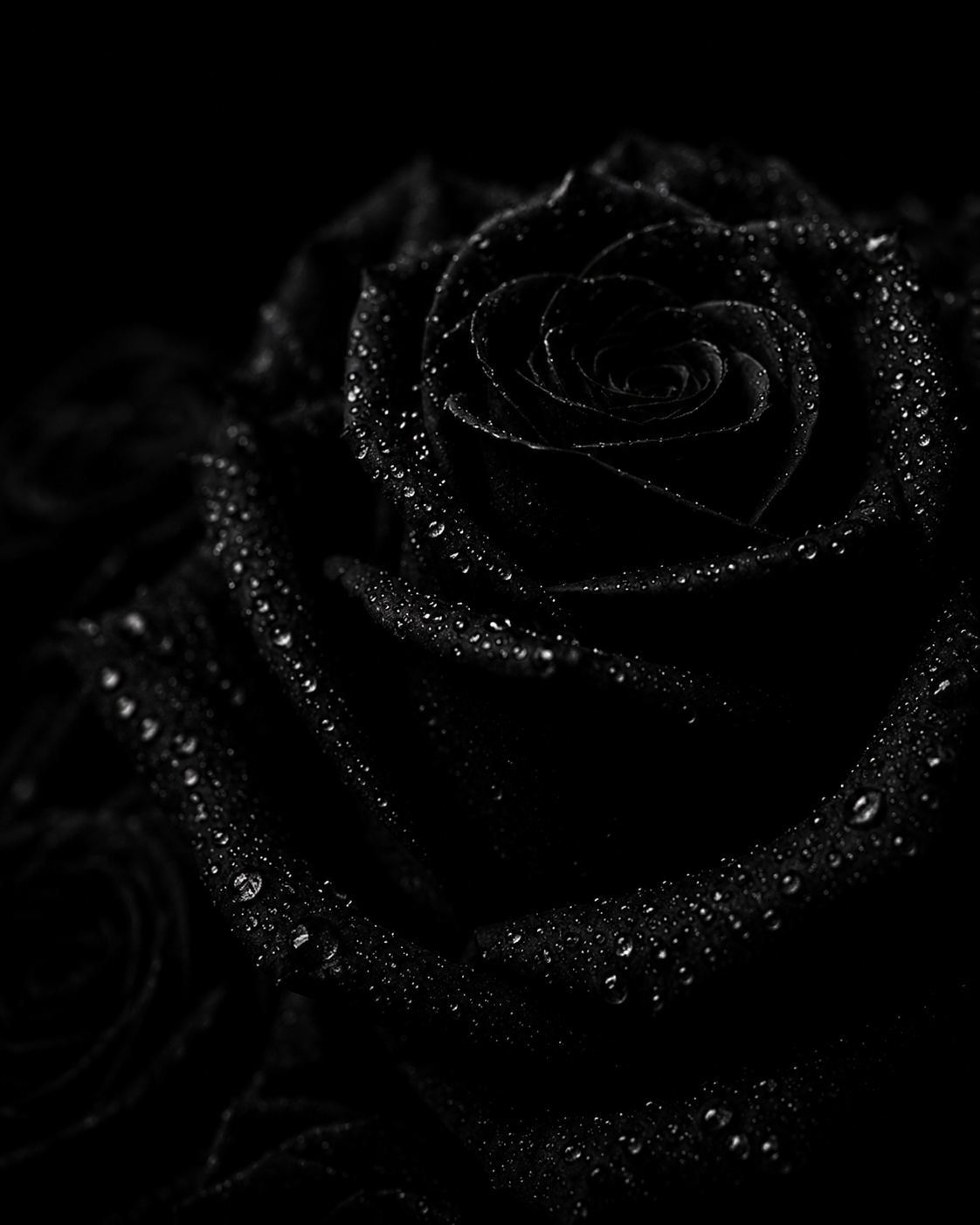 Close-up of a black rose covered in water droplets on a dark background.
