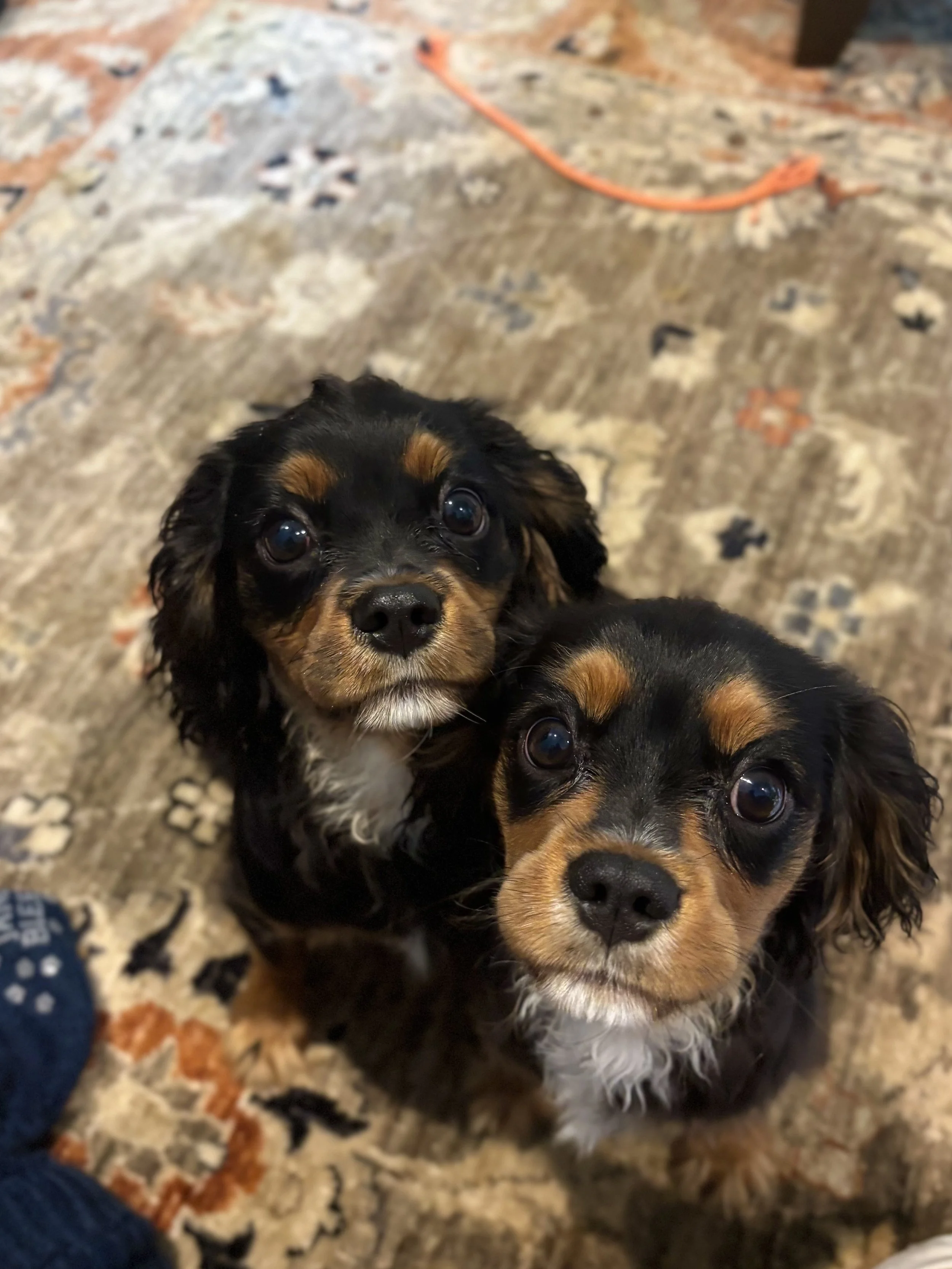 puppies.jpg