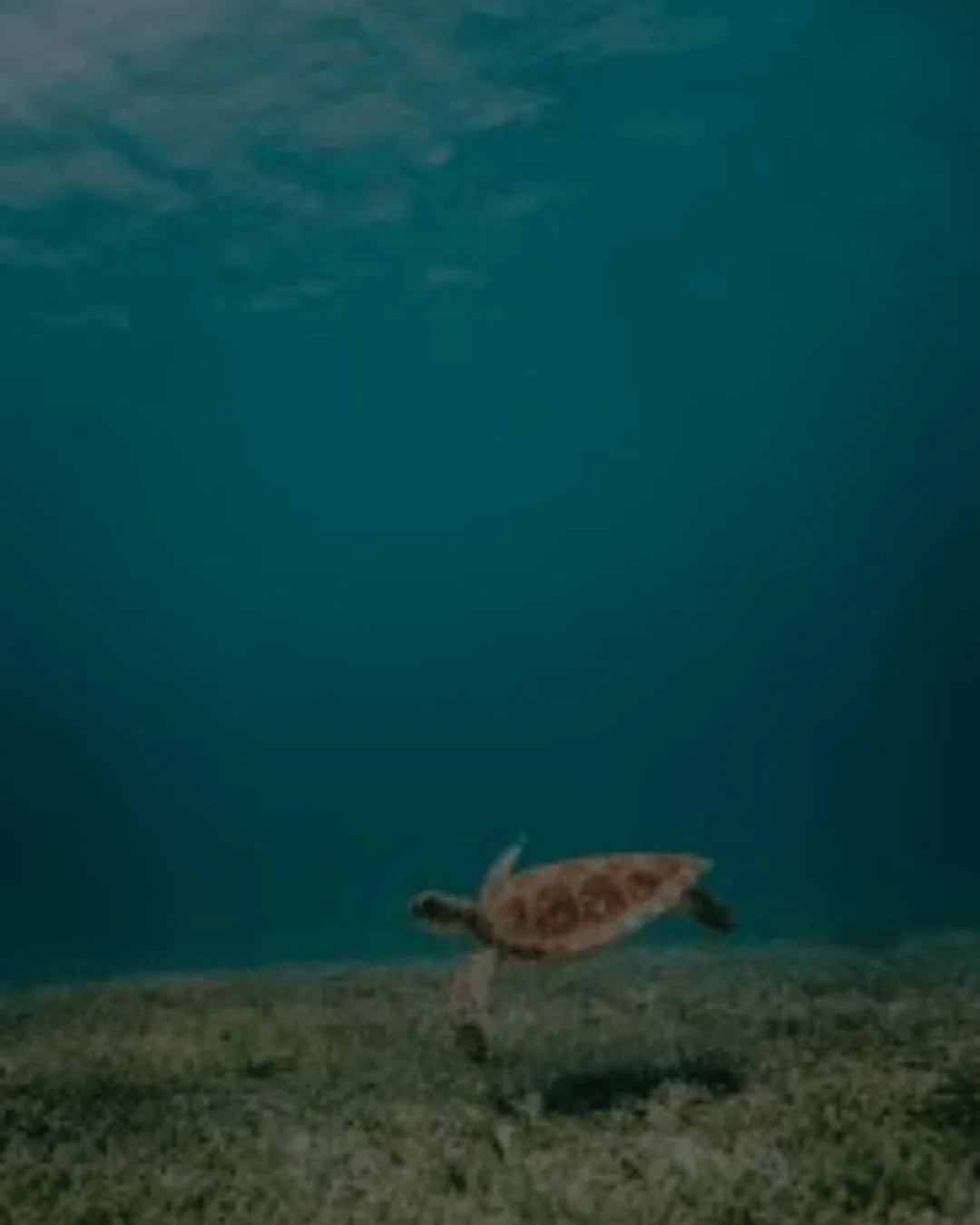 This amazing turtle is weightless in the water - just look at that alignment! ⁠
⁠
But here on land computer work is making us all turtles in the least helpful ways. ⁠
⁠
Your head moves forward. Shoulders creep up.  Chest collapses.  Breathing gets sh