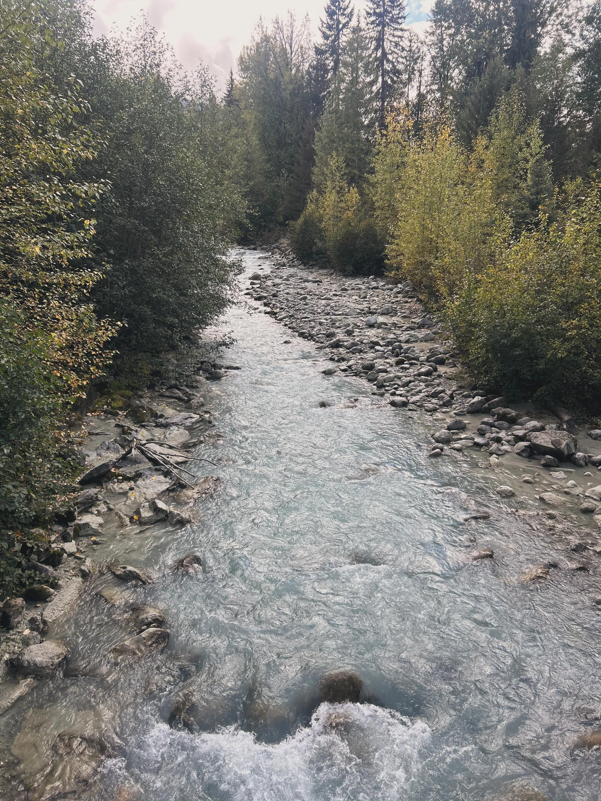 This week I spent days walking among centuries-old trees. Walking in their roots. Soaring above them. Moving among them. And I remembered something my body knows but my mind sometimes forgets: nature holds incredible wisdom.
There&rsquo;s research ba