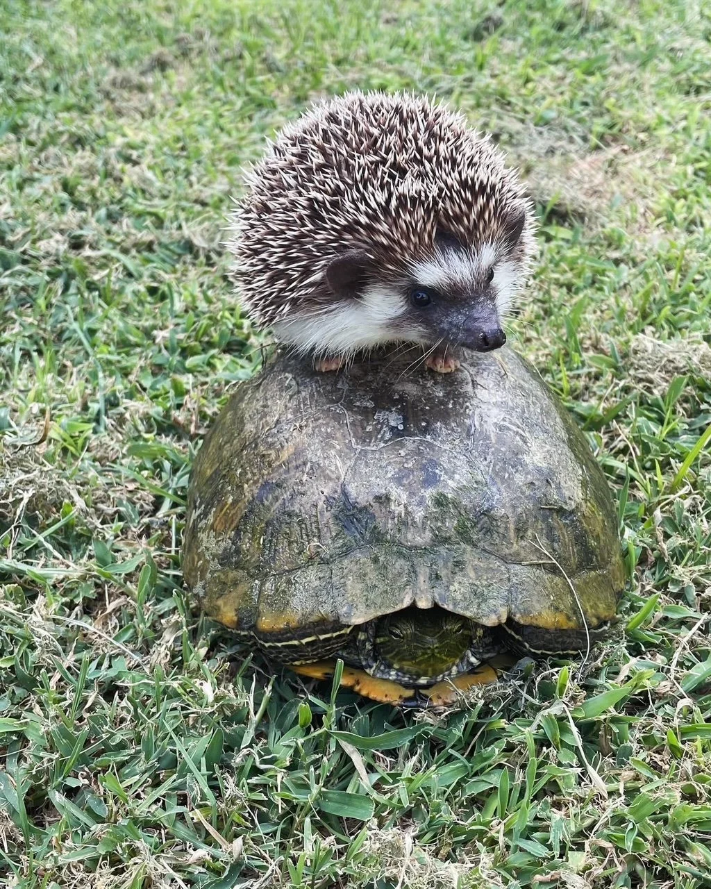 Jimbo the hedgehog, the inspiration behind Jimbo's Farmers Market.