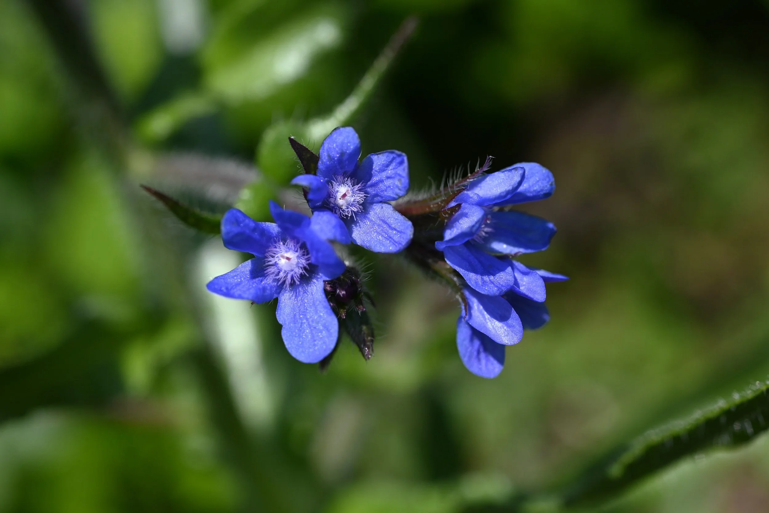 Blue Flowers and Iodized Salt
