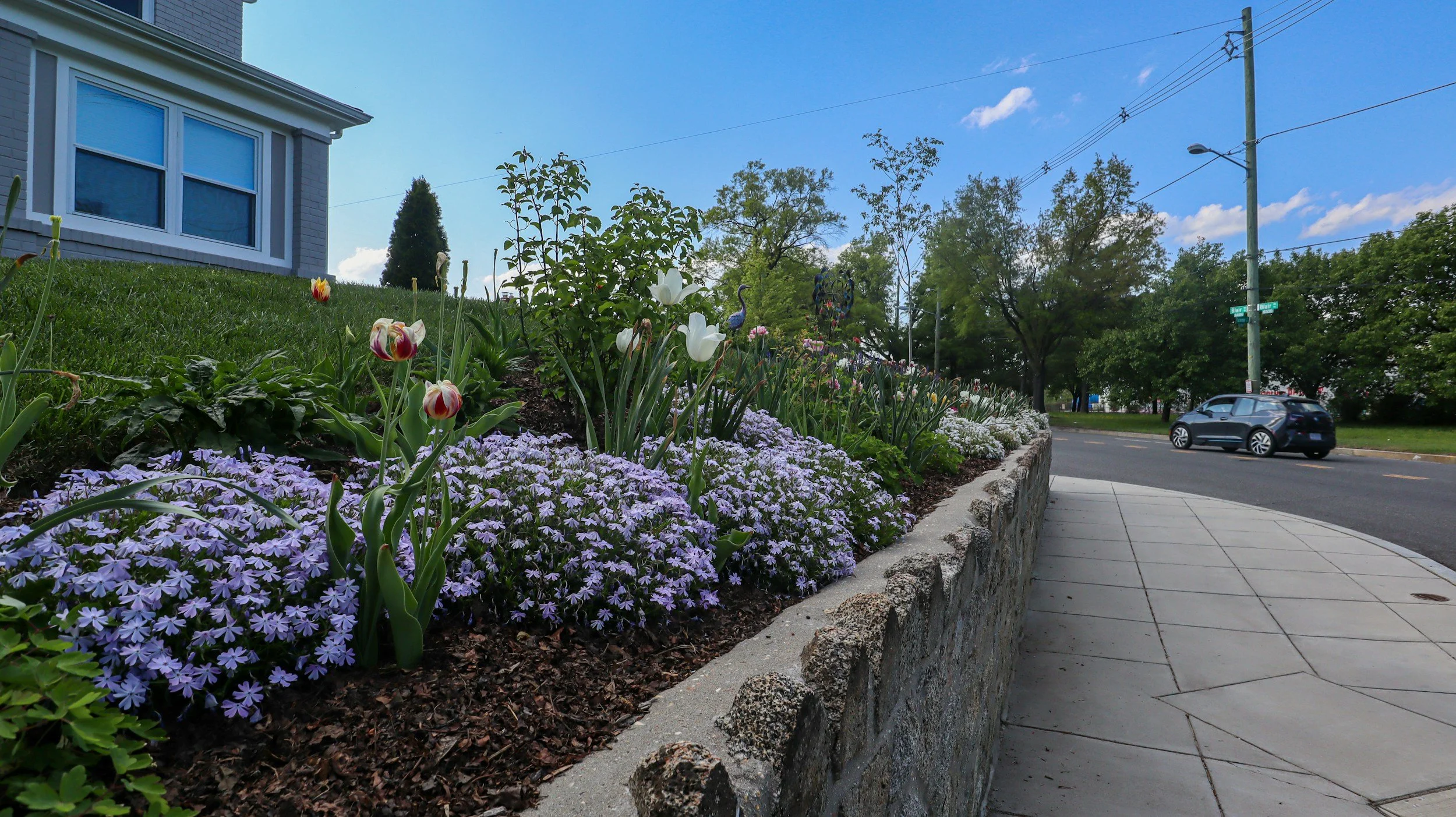 A sidewalk alongside a flower bed with purple, white, and red tulips and other flowers in bloom. A residential house with windows and trees are in the background, along with a street with a passing black car. Utility poles and power lines are visible against a blue sky with scattered clouds.