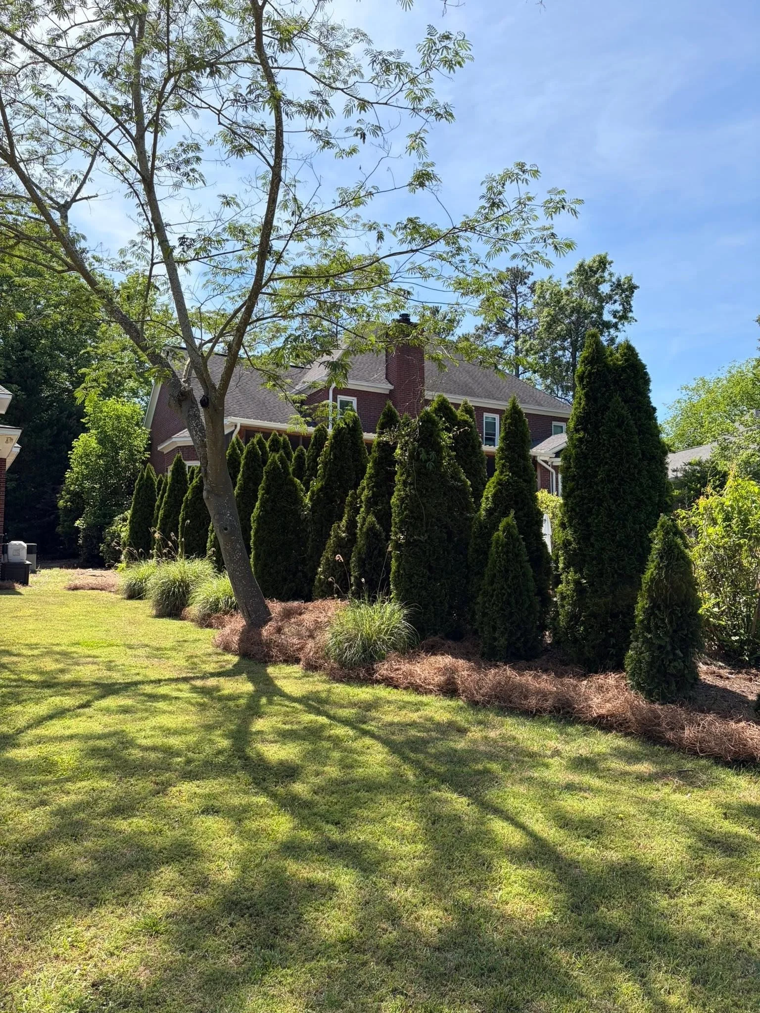 View of a backyard with green grass, a large tree in the foreground, and a house with a brick chimney, surrounded by tall evergreen bushes and trees, under a partly cloudy sky.
