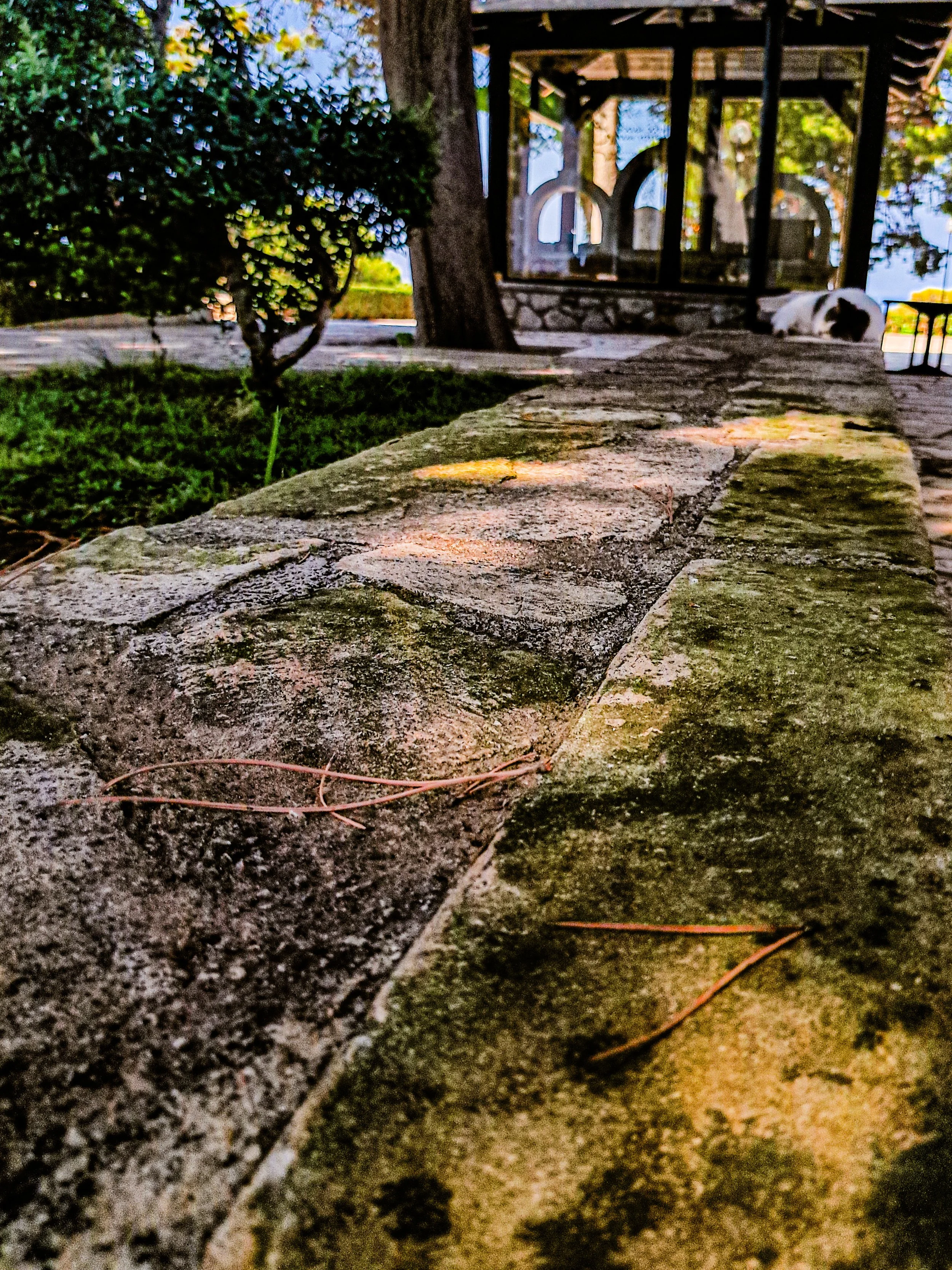 A stone sidewalk with a small patch of grass and a bush on the left side. In the background, there is a wooden structure with glass windows and a white and black dog resting on the ground.