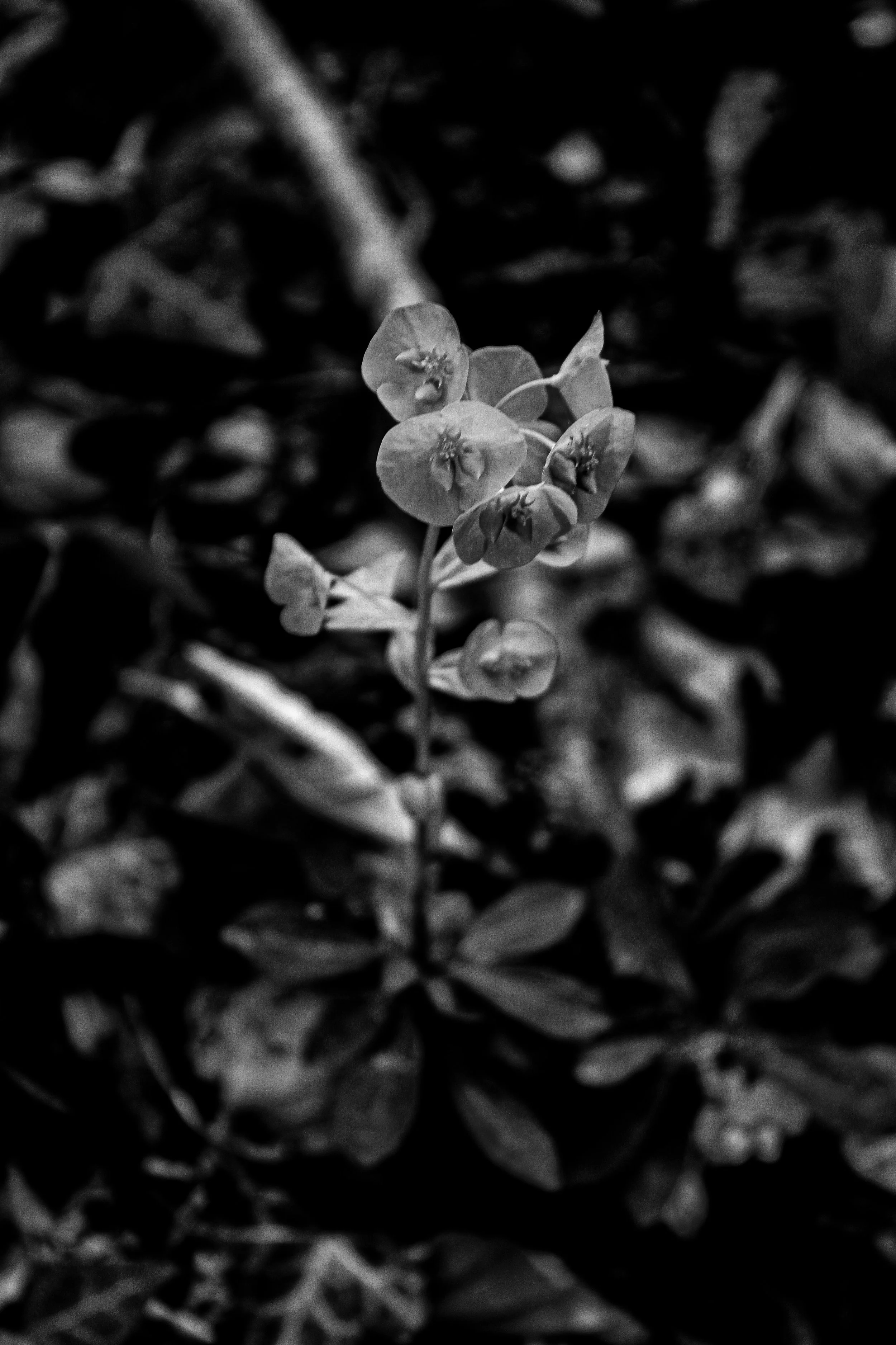 A small plant with delicate flowers growing among foliage on the ground.