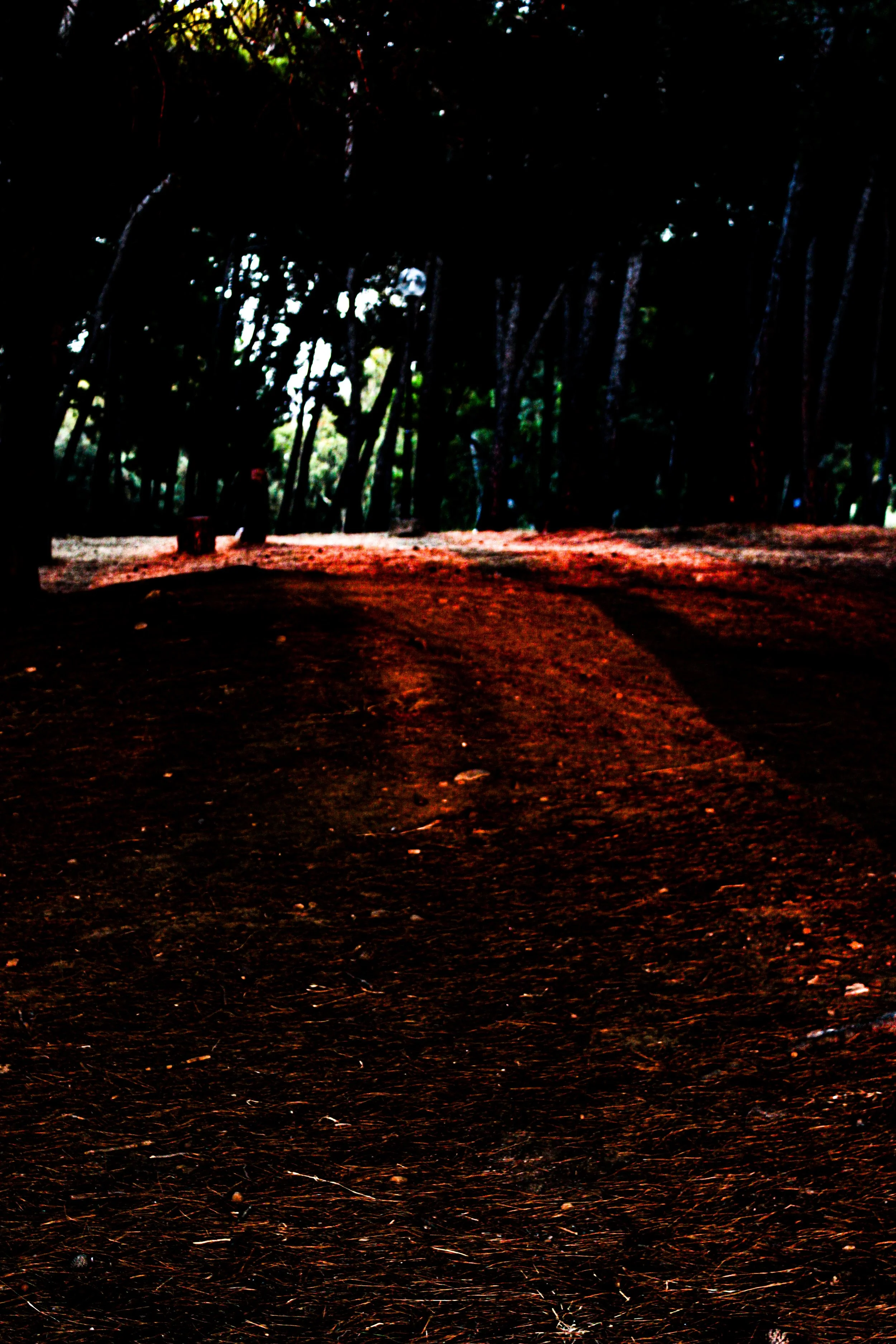 A forest scene during sunset with tall trees, a dirt path, and a person wearing red in the distance.