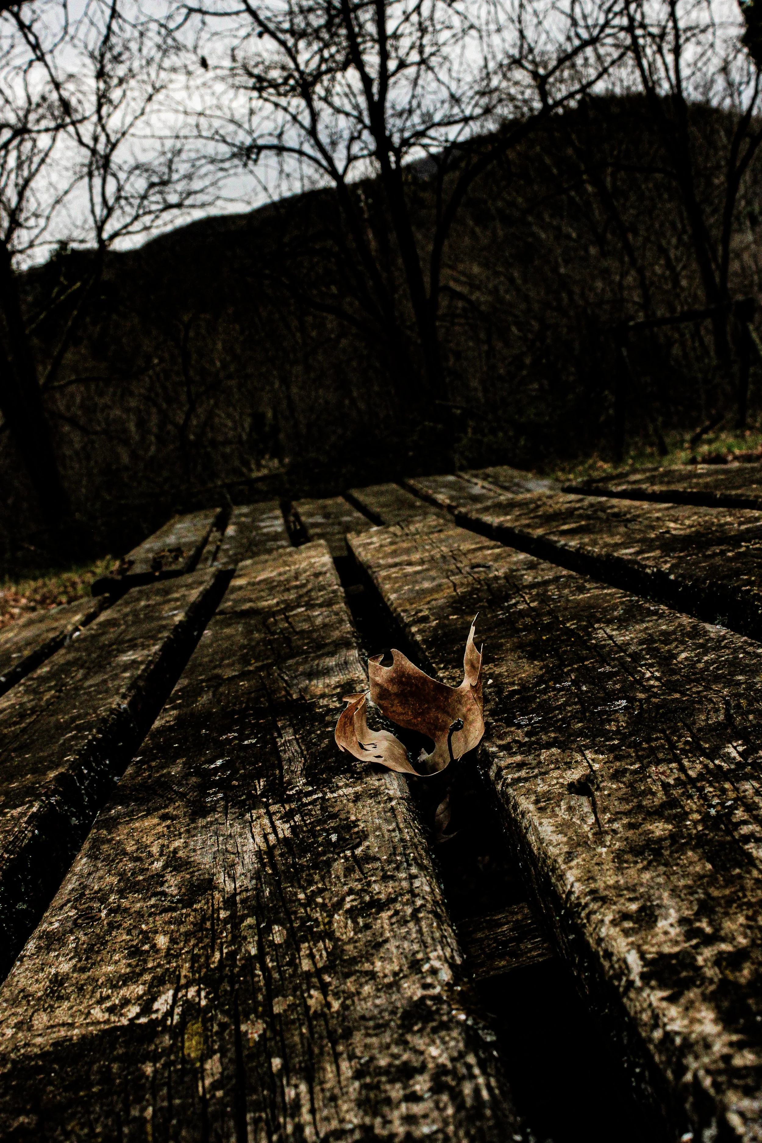 Close-up of a fallen dry leaf on a weathered wooden bench in a park, with leafless trees and mountain in the background during late fall or winter.