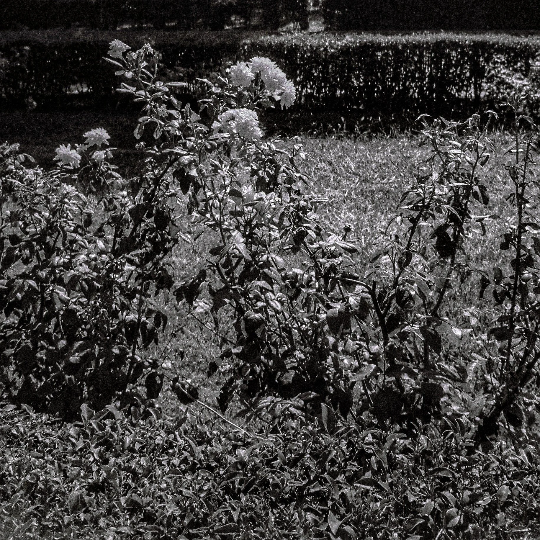 Close-up of plants and grass with dew or water droplets at night. Dark background with very low lighting, creating a shadowy scene.