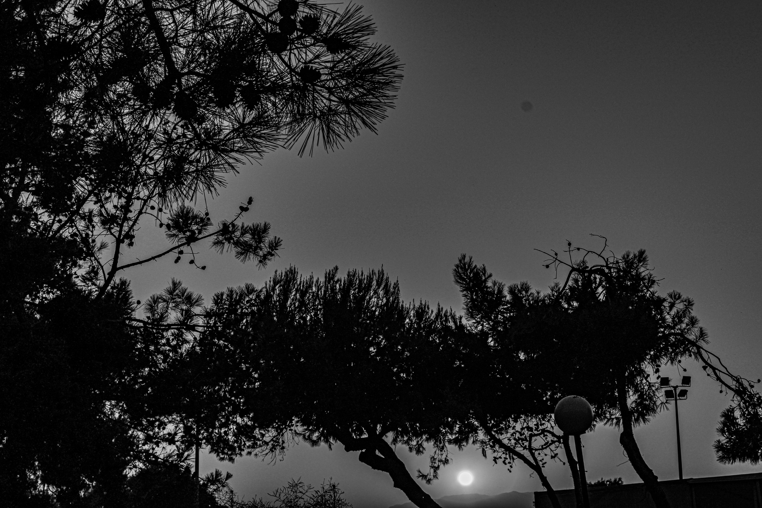 Silhouettes of trees with the moon visible in the night sky.