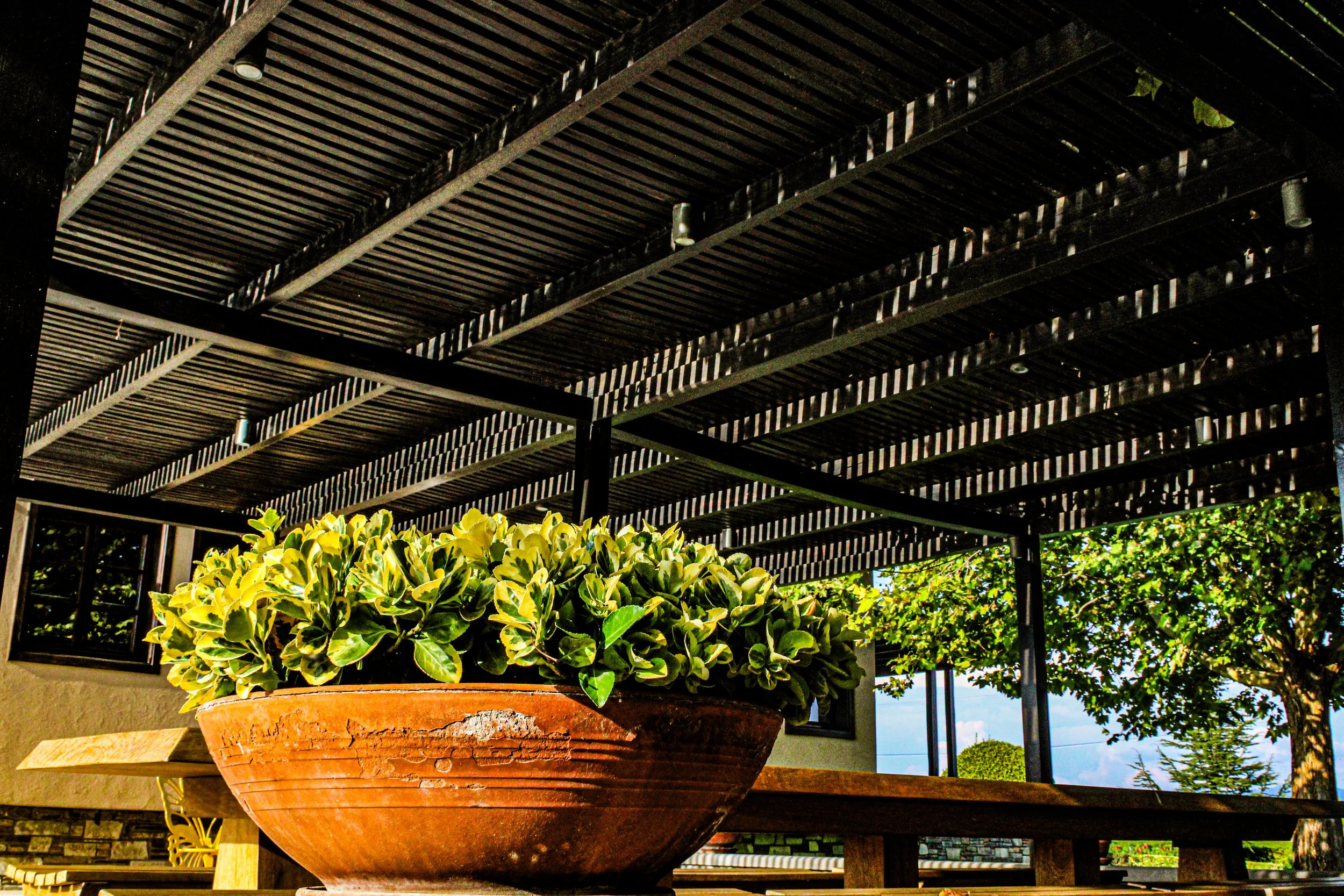 A potted plant with variegated green and yellow leaves is in the foreground, placed on a wooden surface for outdoor decor. A modern outdoor pergola with slatted roof and black metal framework is overhead, casting striped shadows for shade. In the bac
