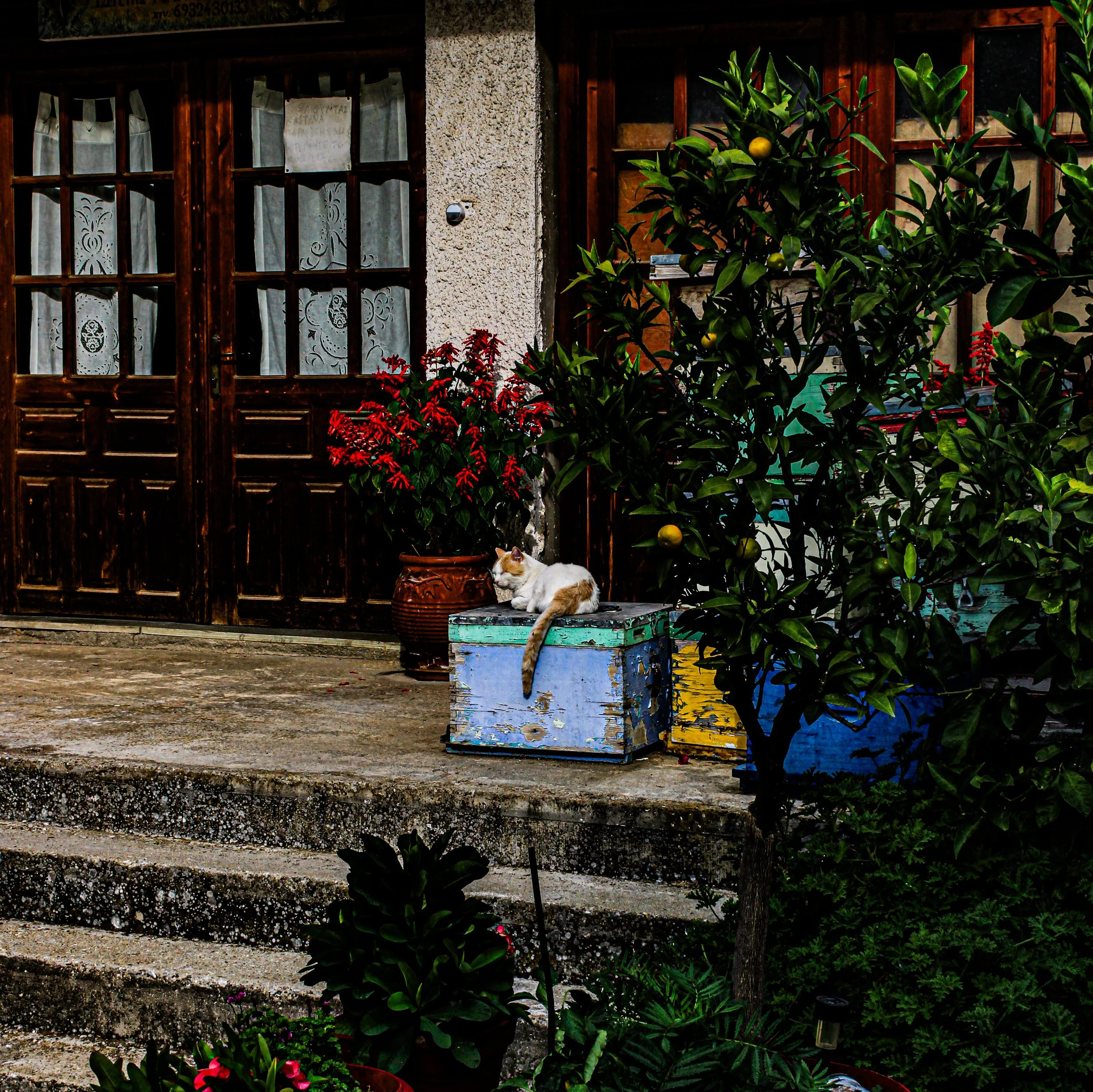 A white and orange cat resting on a multicolored wooden box outdoors in front of a garden with plants, a tree, and a house with wooden window frames and sheer curtains.